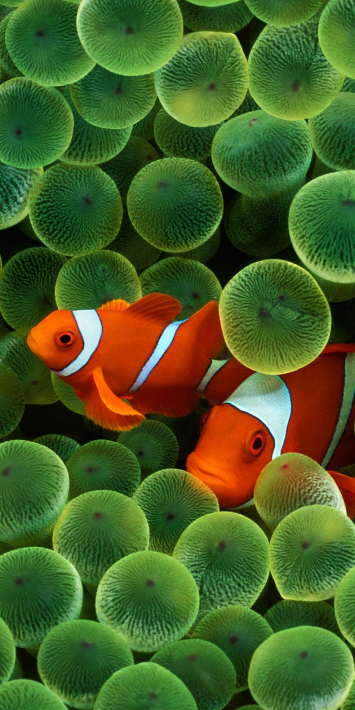 Download mobile wallpaper Fishes, Animal, Fish, Clownfish for free.