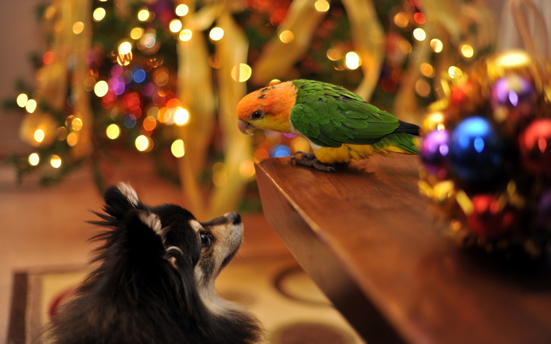 Baixar papel de parede para celular de Cães, Cão, Animais gratuito.