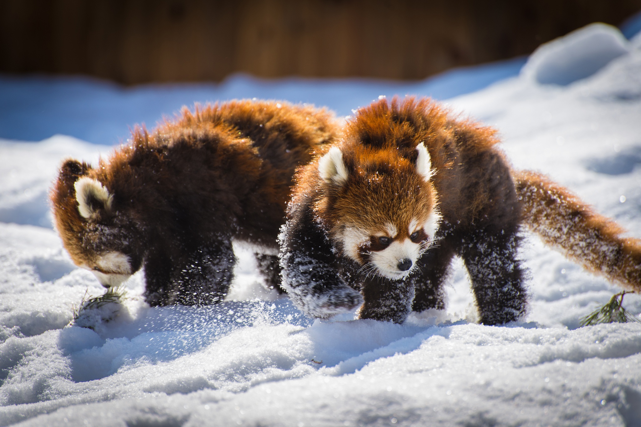 Descarga gratuita de fondo de pantalla para móvil de Animales, Nieve, Panda Rojo.
