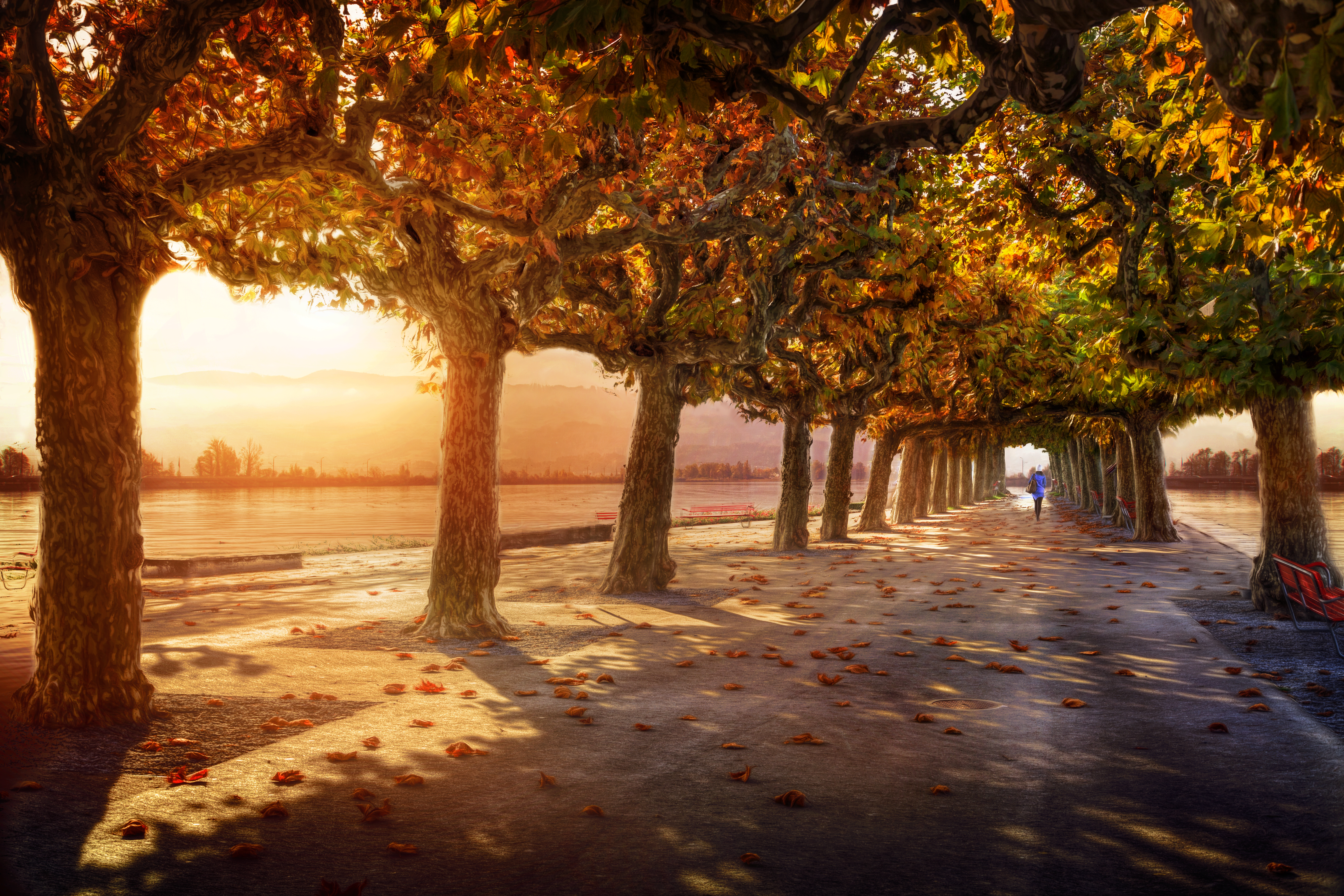 Free download wallpaper Sunset, Tree, Fall, Photography, Sunbeam, Sunshine, Tree Lined on your PC desktop