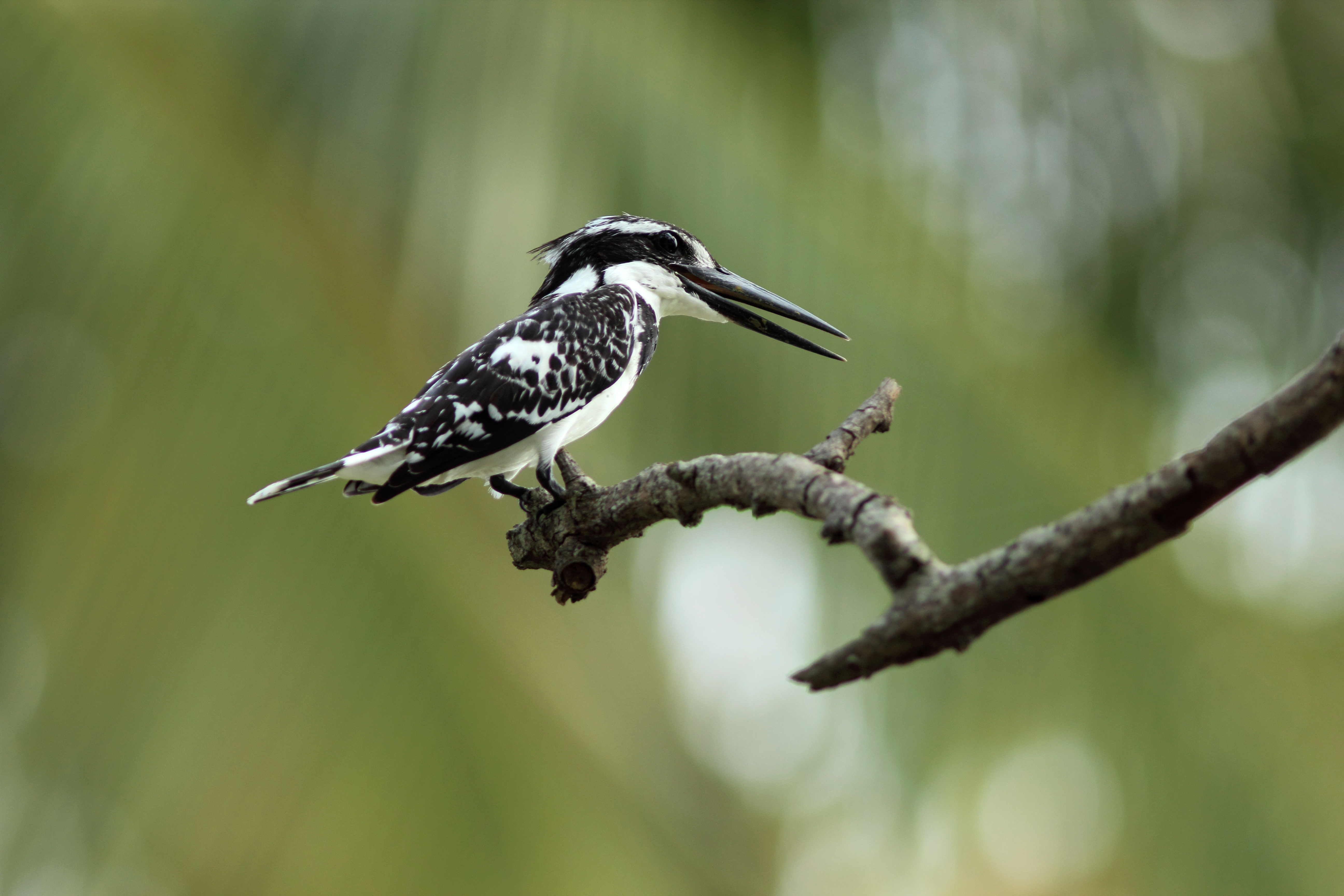 Baixe gratuitamente a imagem Animais, Aves, Pássaro, Ramo, Bokeh na área de trabalho do seu PC