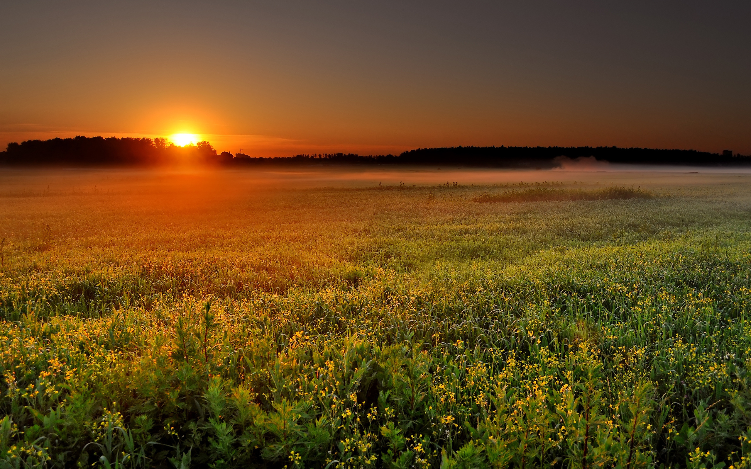 Download mobile wallpaper Sunrise, Field, Sun, Fog, Earth, Landscape for free.