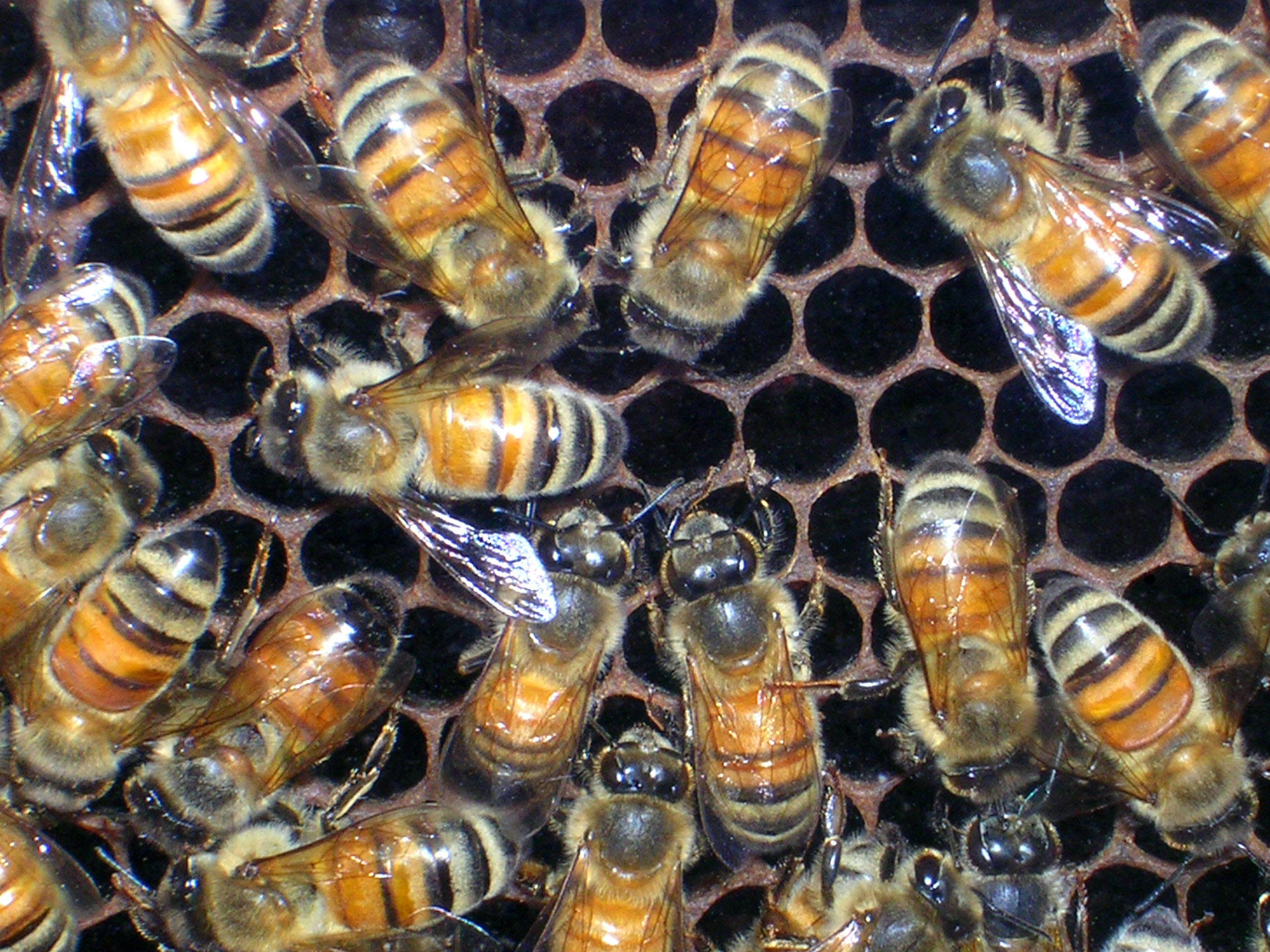 Скачать обои бесплатно Животные, Насекомые, Пчела картинка на рабочий стол ПК