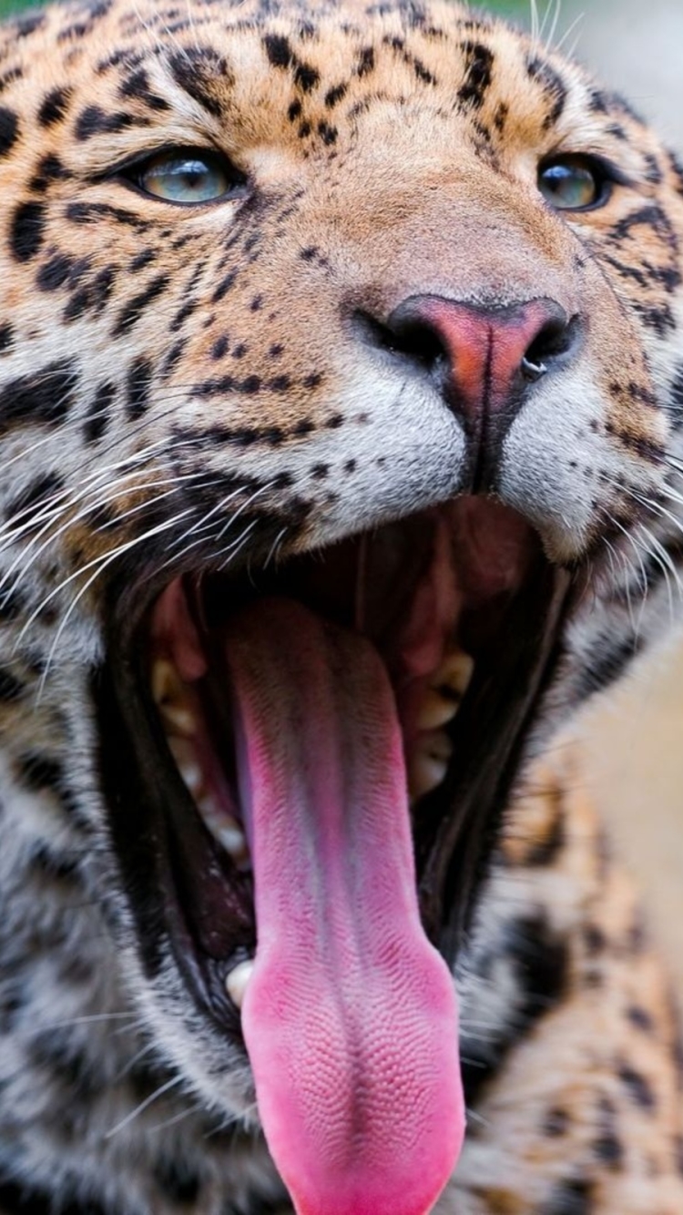 Descarga gratuita de fondo de pantalla para móvil de Animales, Gatos, Leopardo.