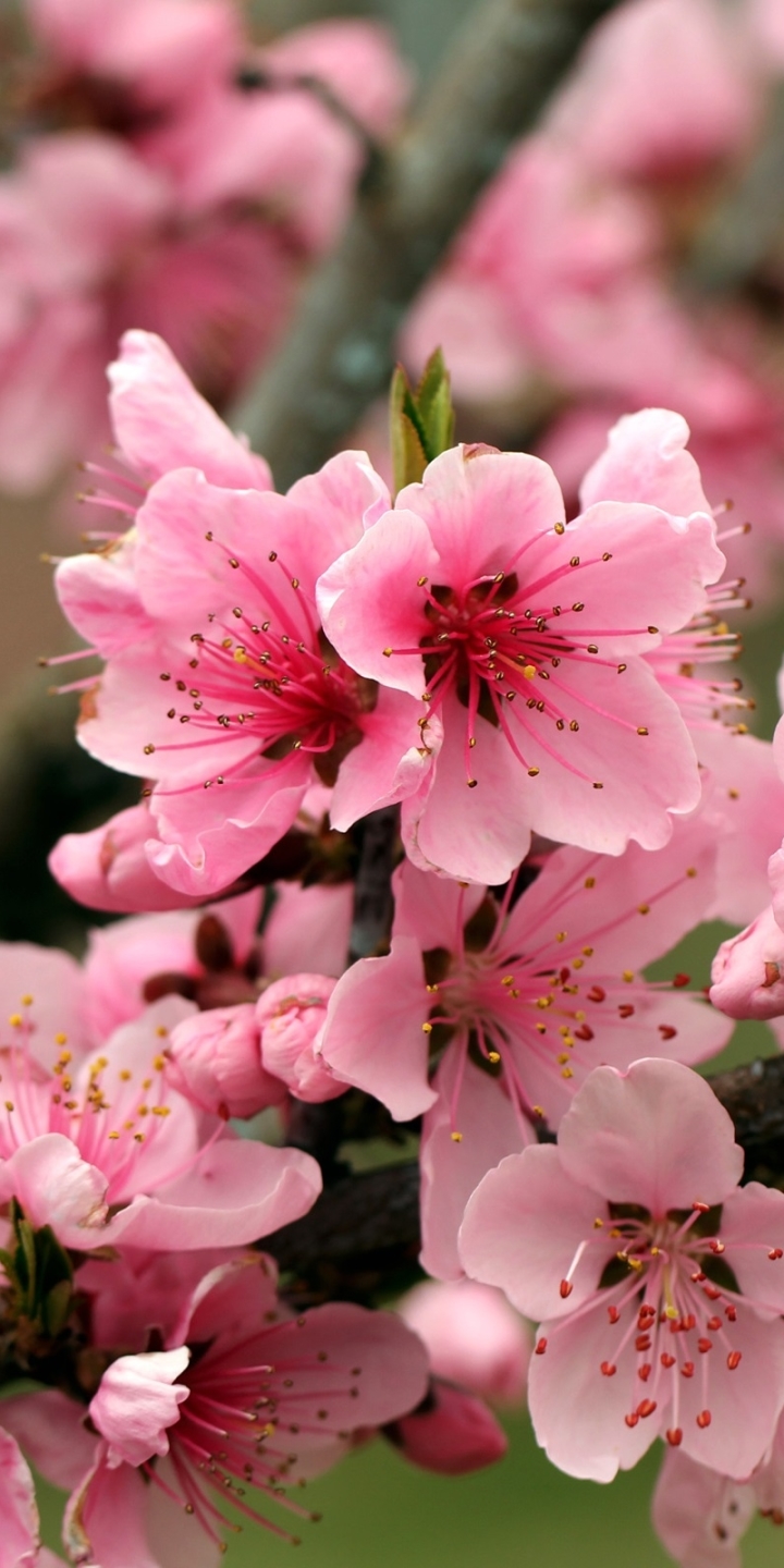 Download mobile wallpaper Nature, Flowers, Flower, Close Up, Earth, Blossom, Pink Flower for free.