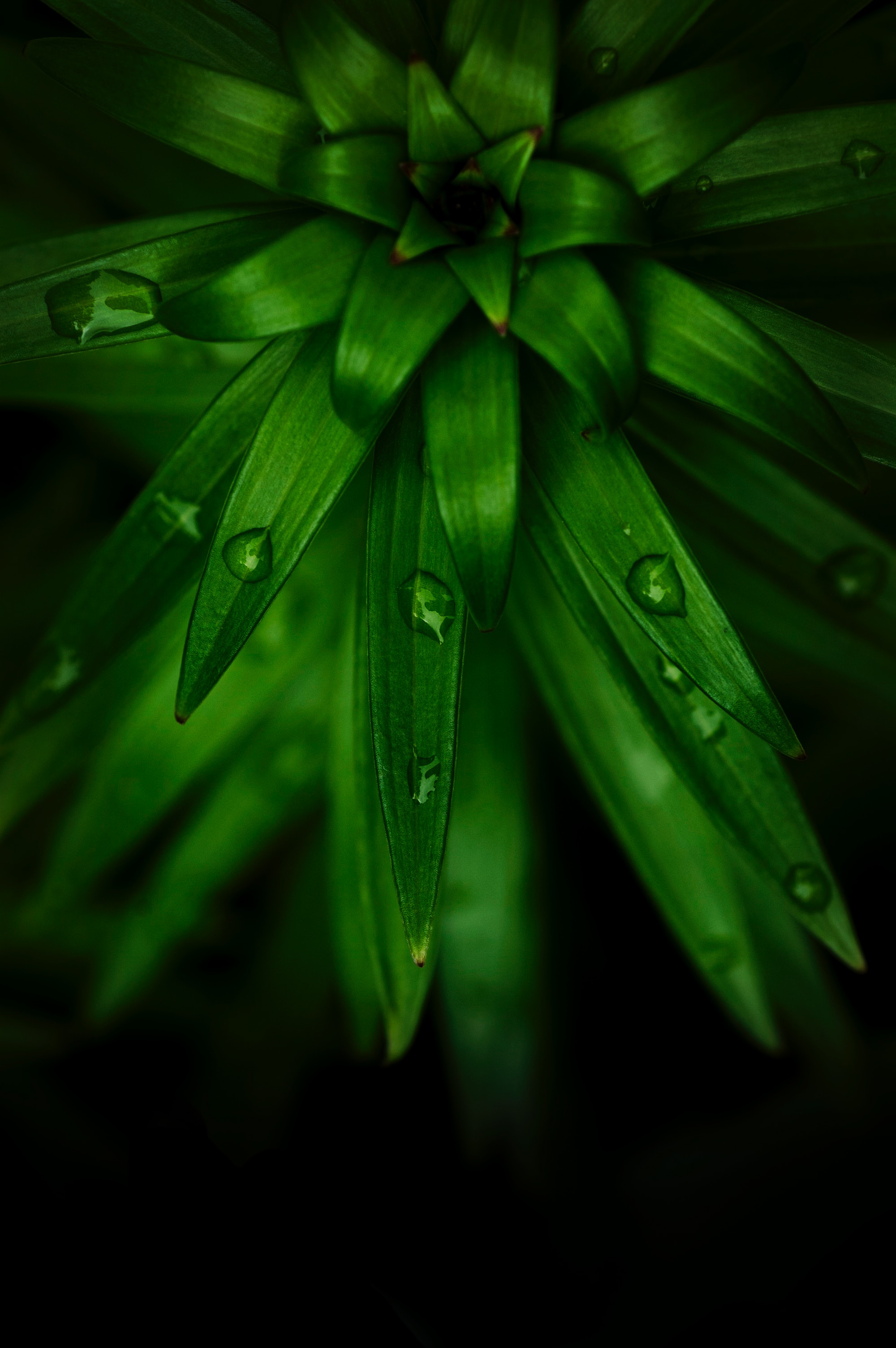 Download mobile wallpaper Macro, Leaves, Plant, Drops for free.