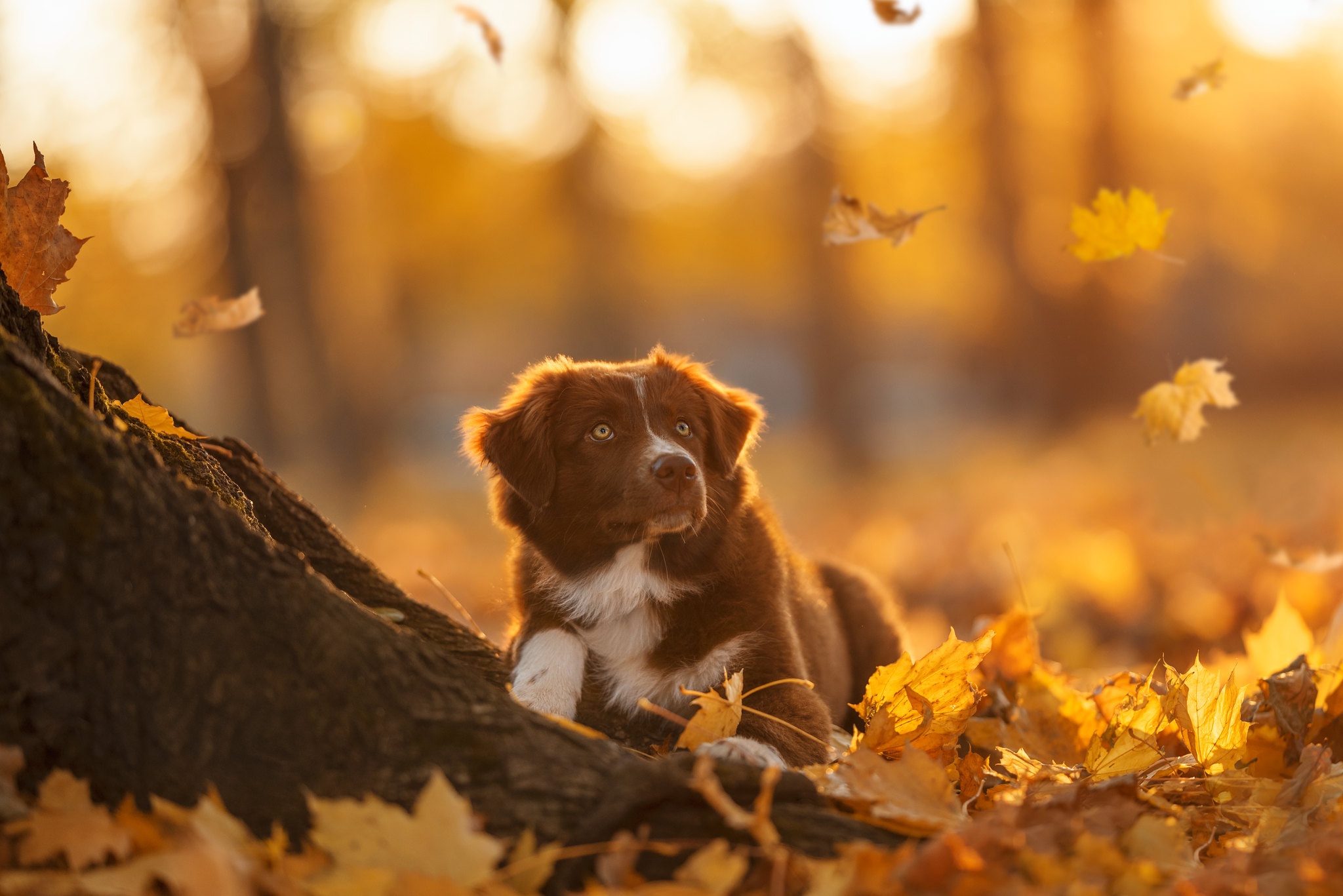 Baixar papel de parede para celular de Animais, Cães, Outono, Cão gratuito.