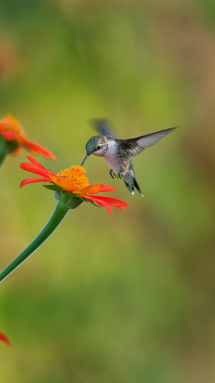 Download mobile wallpaper Birds, Flower, Bird, Animal, Hummingbird for free.