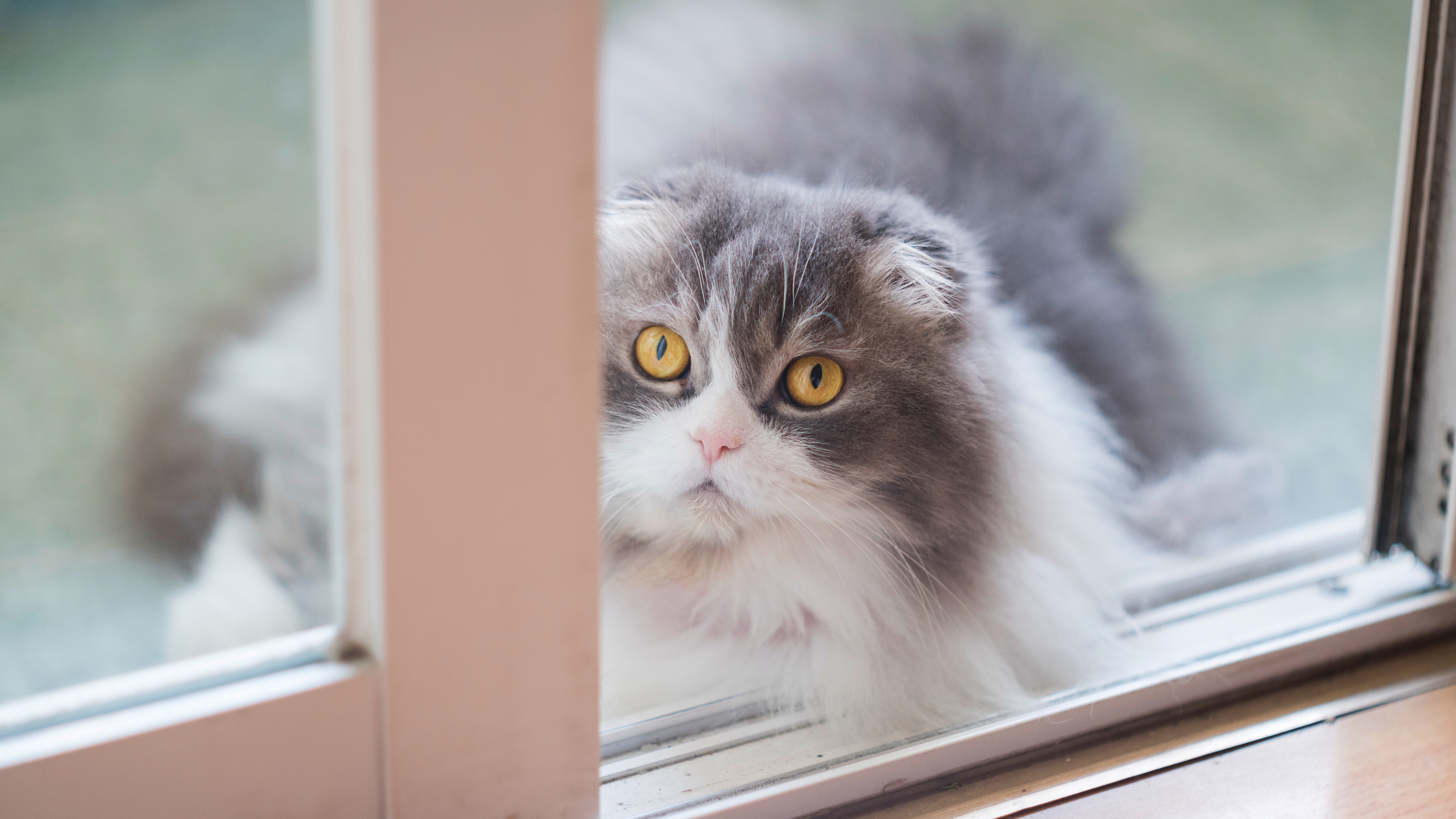 1530149 Protetores de tela e papéis de parede Gatos em seu telefone. Baixe  fotos gratuitamente