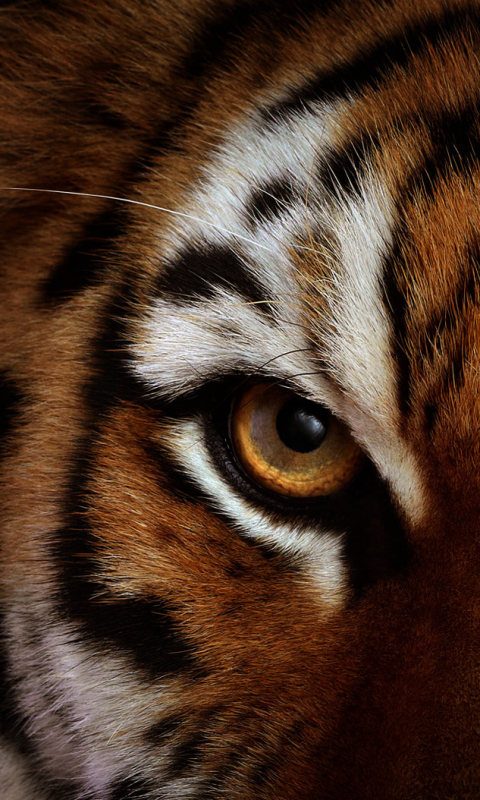 Download mobile wallpaper Cats, Animal, Tiger for free.