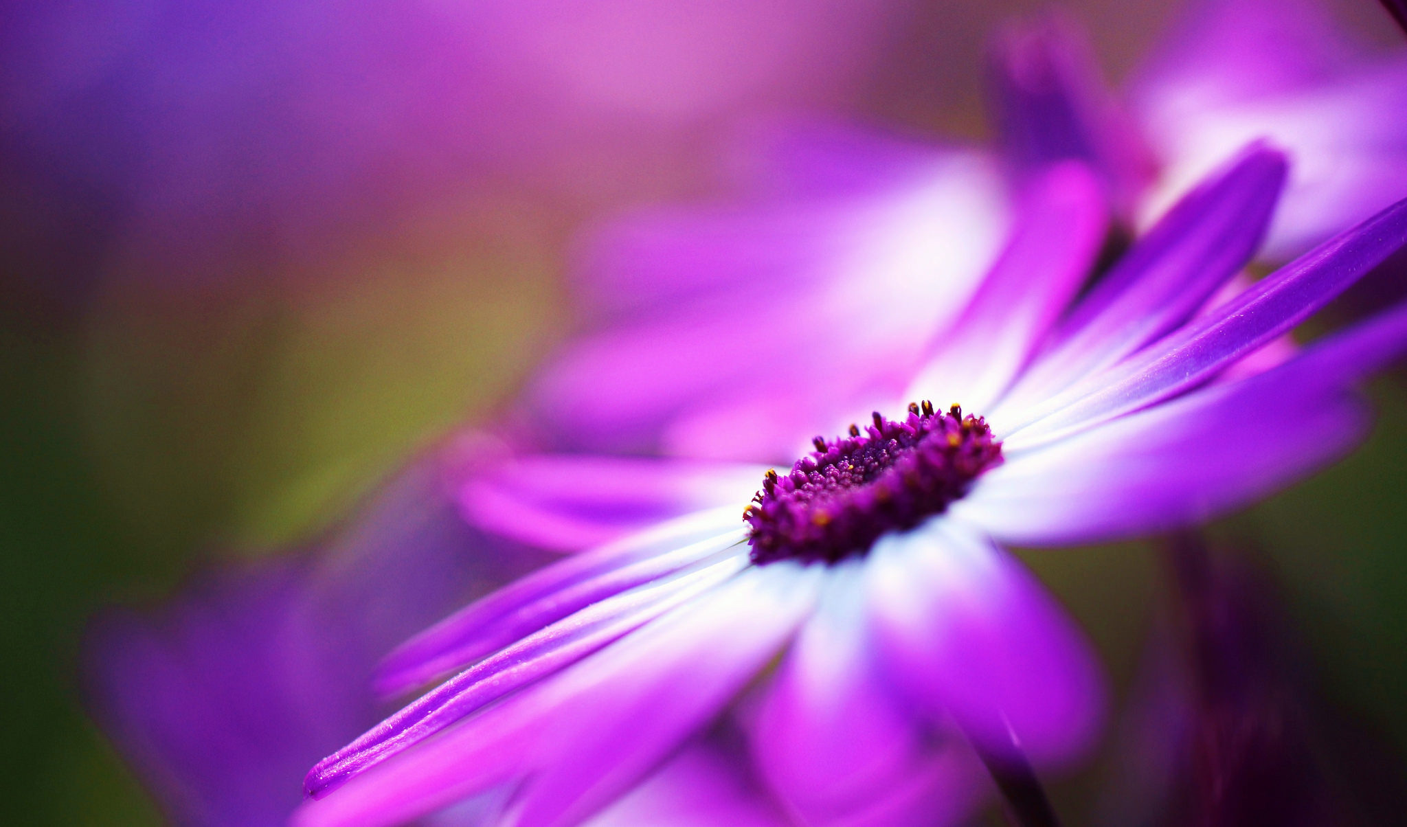 Download mobile wallpaper Nature, Flowers, Flower, Macro, Earth, Daisy, Purple Flower for free.