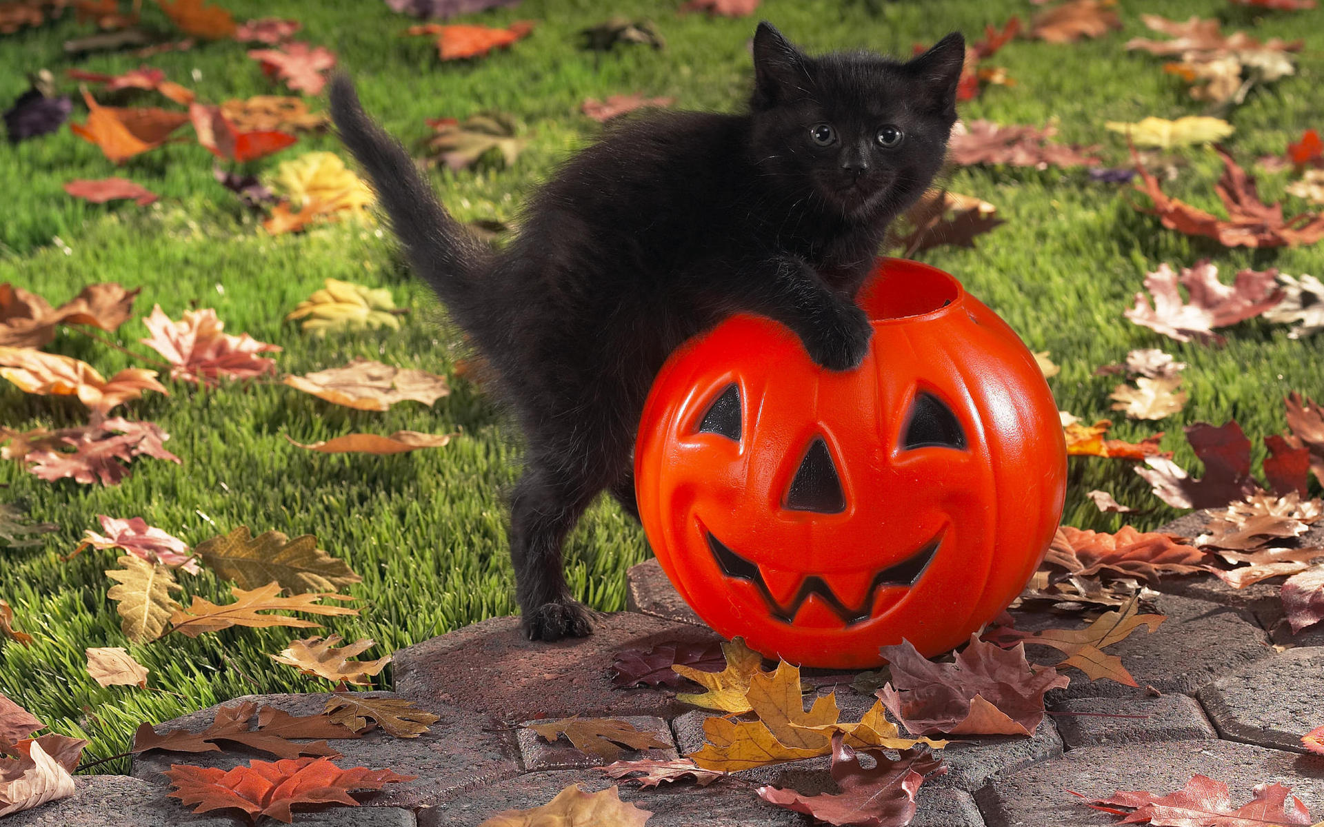 Baixe gratuitamente a imagem Animais, Gatos, Gato na área de trabalho do seu PC