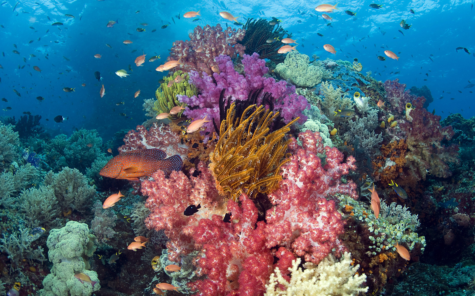 543654 Bild herunterladen koralle, unterwasser, tiere, seeleben, fisch - Hintergrundbilder und Bildschirmschoner kostenlos