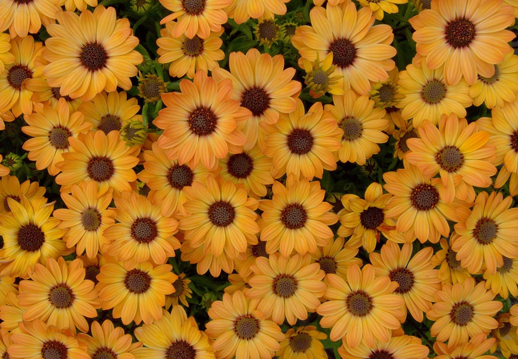 petals, flowers, yellow, flower bed, flowerbed, dimorfoteka, dimorphotheque Full HD
