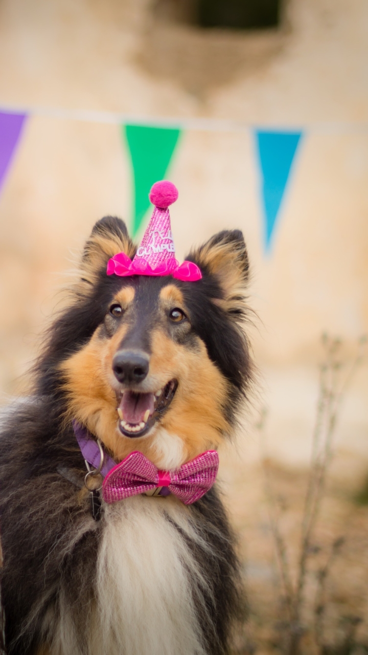 Handy-Wallpaper Tiere, Hunde, Hund, Geburtstag kostenlos herunterladen.