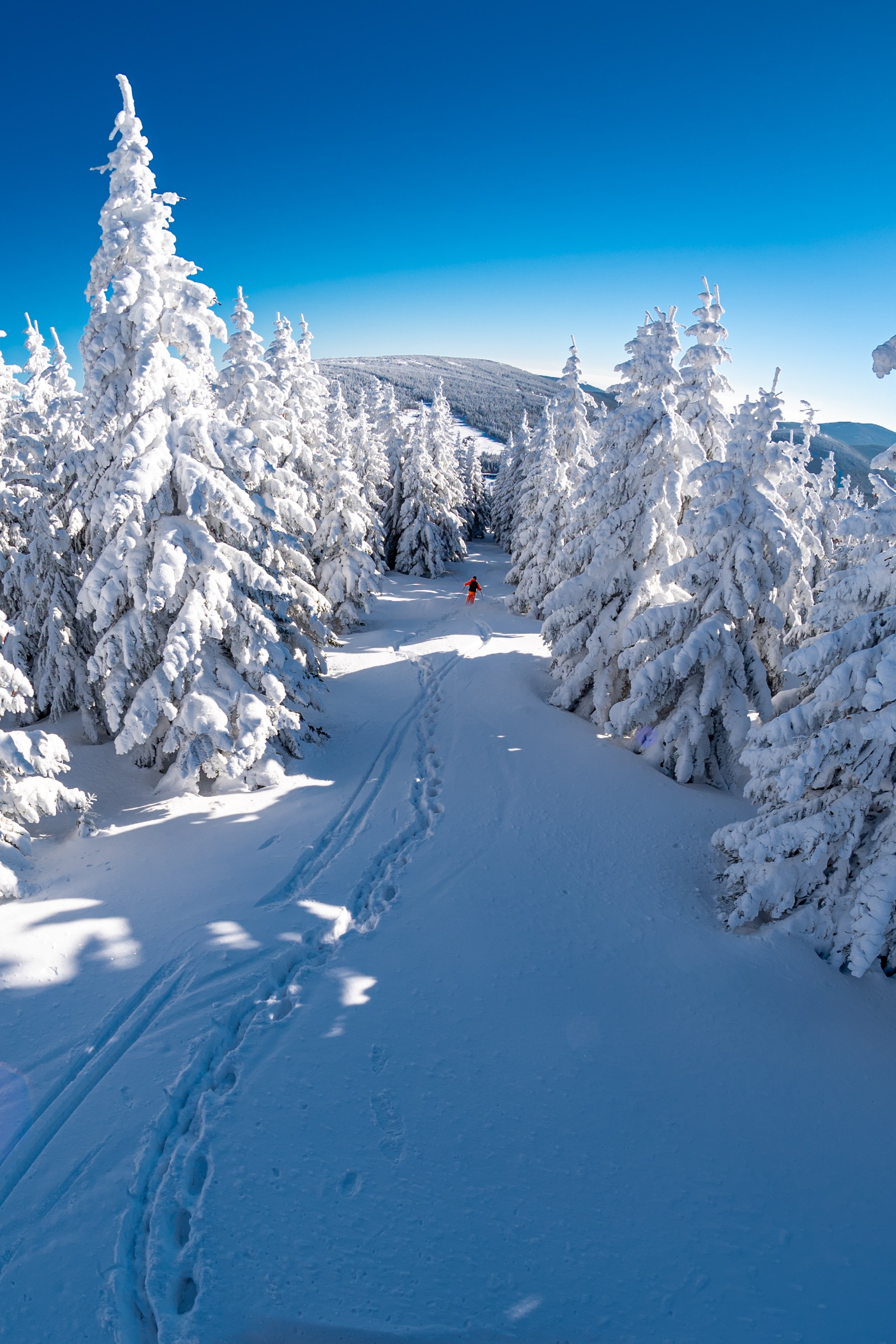 snow, trees, winter, mountain, miscellanea, miscellaneous, descent, skier
