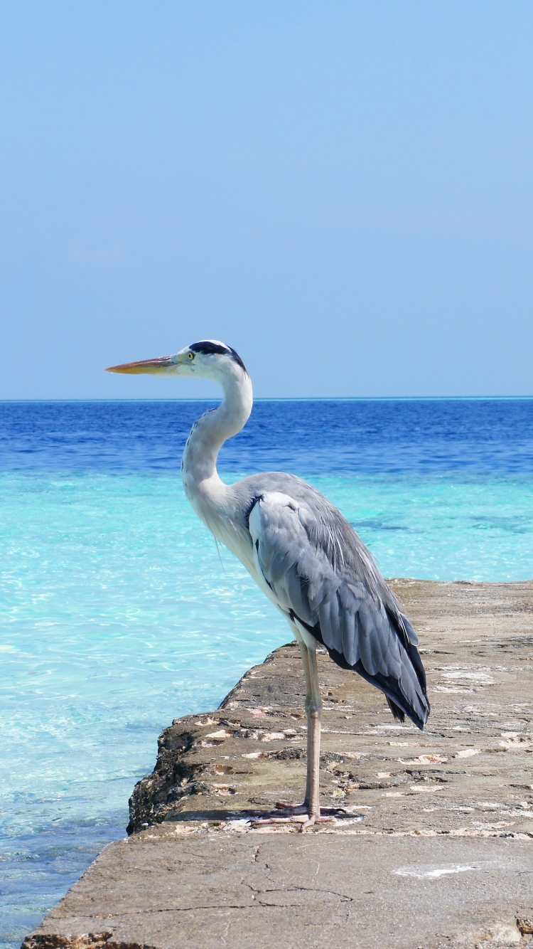 Download mobile wallpaper Birds, Water, Heron, Horizon, Pier, Bird, Ocean, Animal for free.