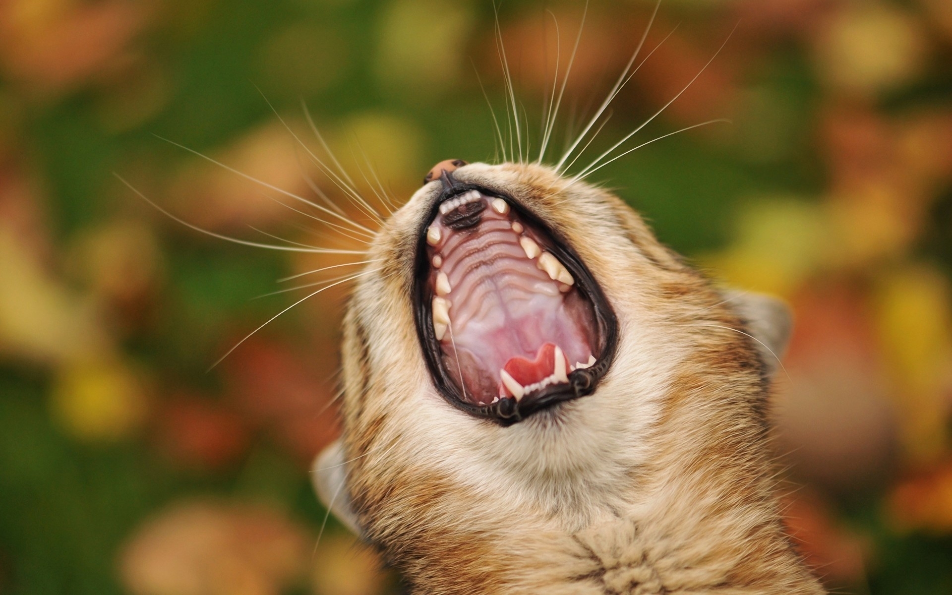 Téléchargez gratuitement l'image Animaux, Chats, Chat sur le bureau de votre PC