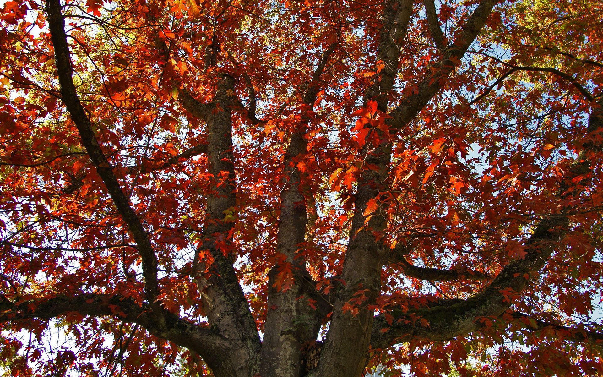 Скачать обои бесплатно Дерево, Сухой, Природа, Листья, Осень картинка на рабочий стол ПК