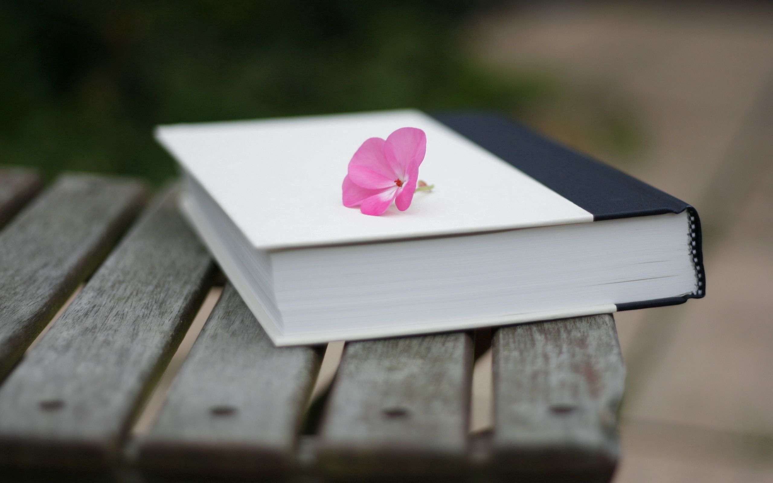 Download background smooth, flower, miscellanea, miscellaneous, blur, book, bench, handsomely, it's beautiful