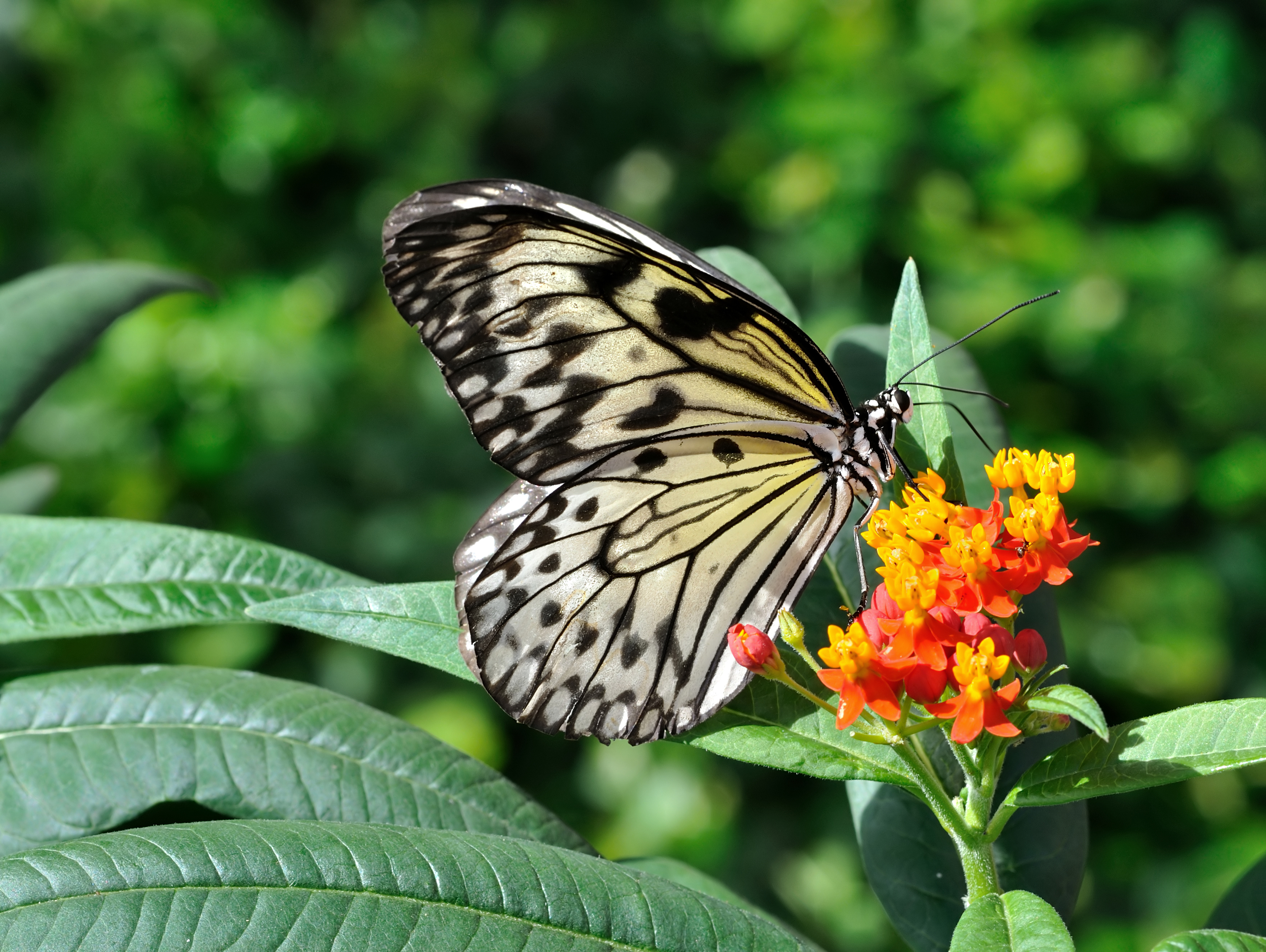 Laden Sie Mexikanisches Schmetterlingsunkraut HD-Desktop-Hintergründe herunter