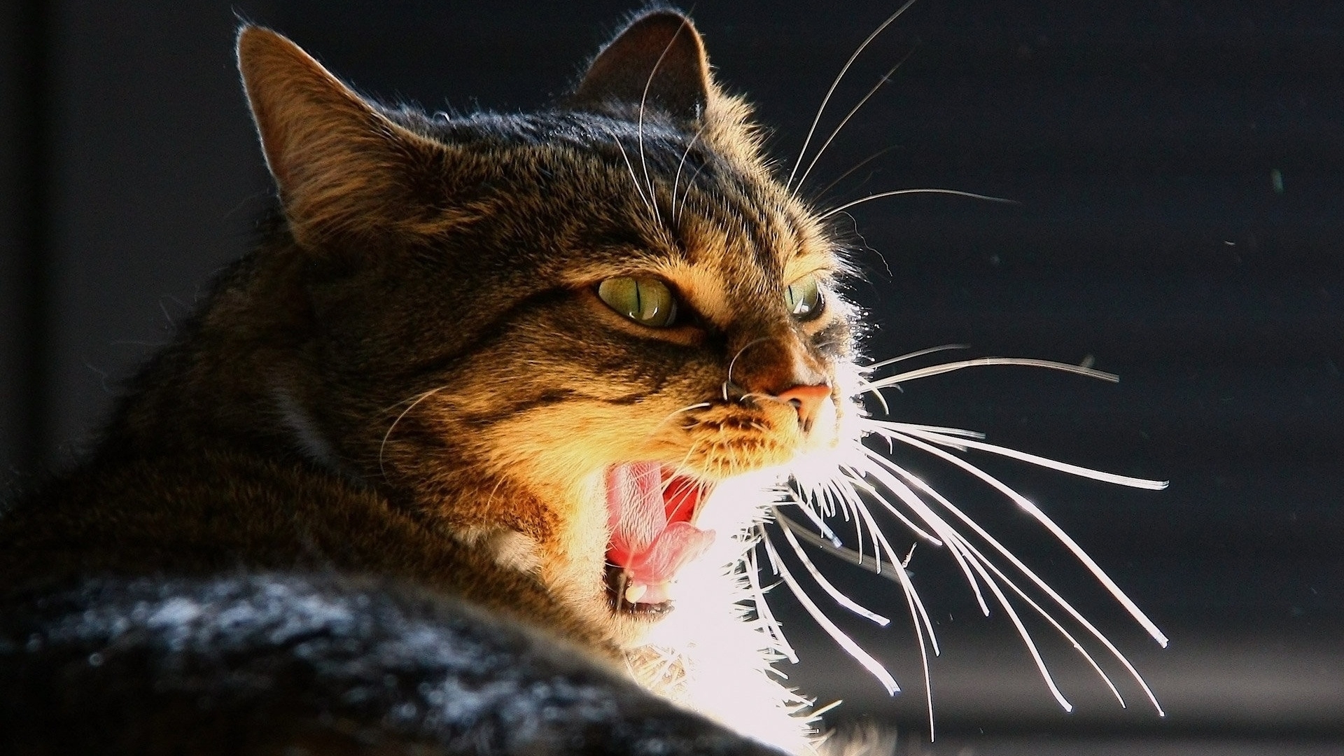 Baixe gratuitamente a imagem Gato, Gatos, Animais na área de trabalho do seu PC