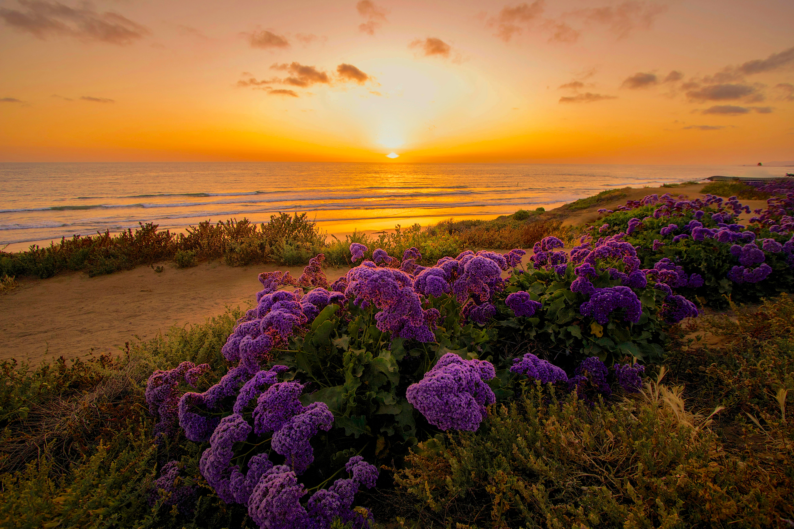 Free download wallpaper Sunset, Sea, Beach, Horizon, Flower, Ocean, Earth, Coastline, Purple Flower on your PC desktop