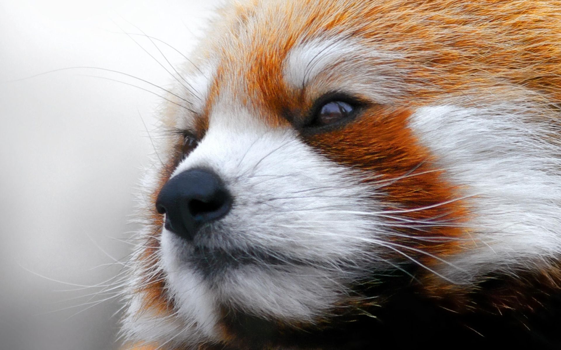Laden Sie das Tiere, Nahansicht, Gesicht, Kleiner Panda-Bild kostenlos auf Ihren PC-Desktop herunter