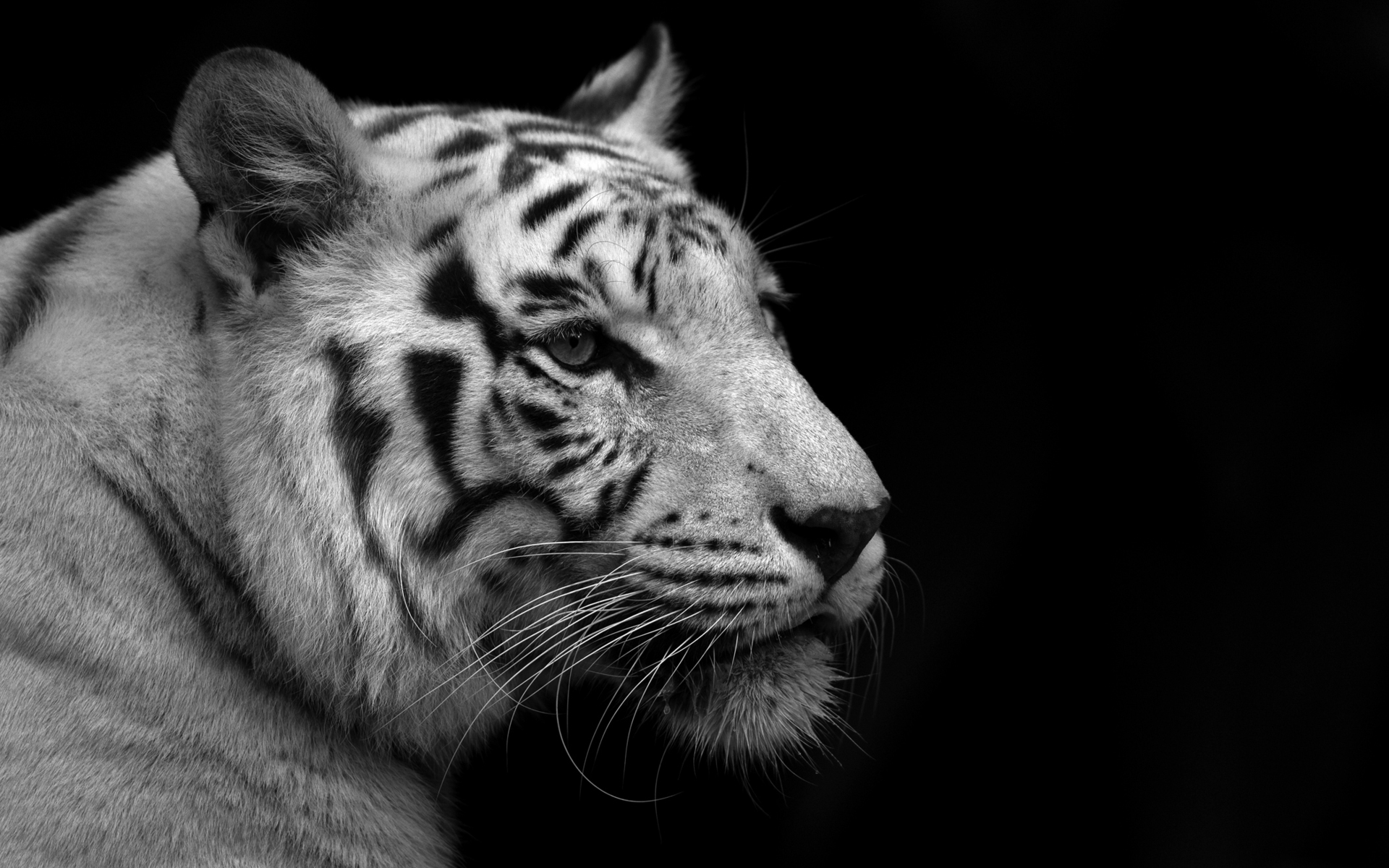 Download mobile wallpaper Animal, White Tiger for free.