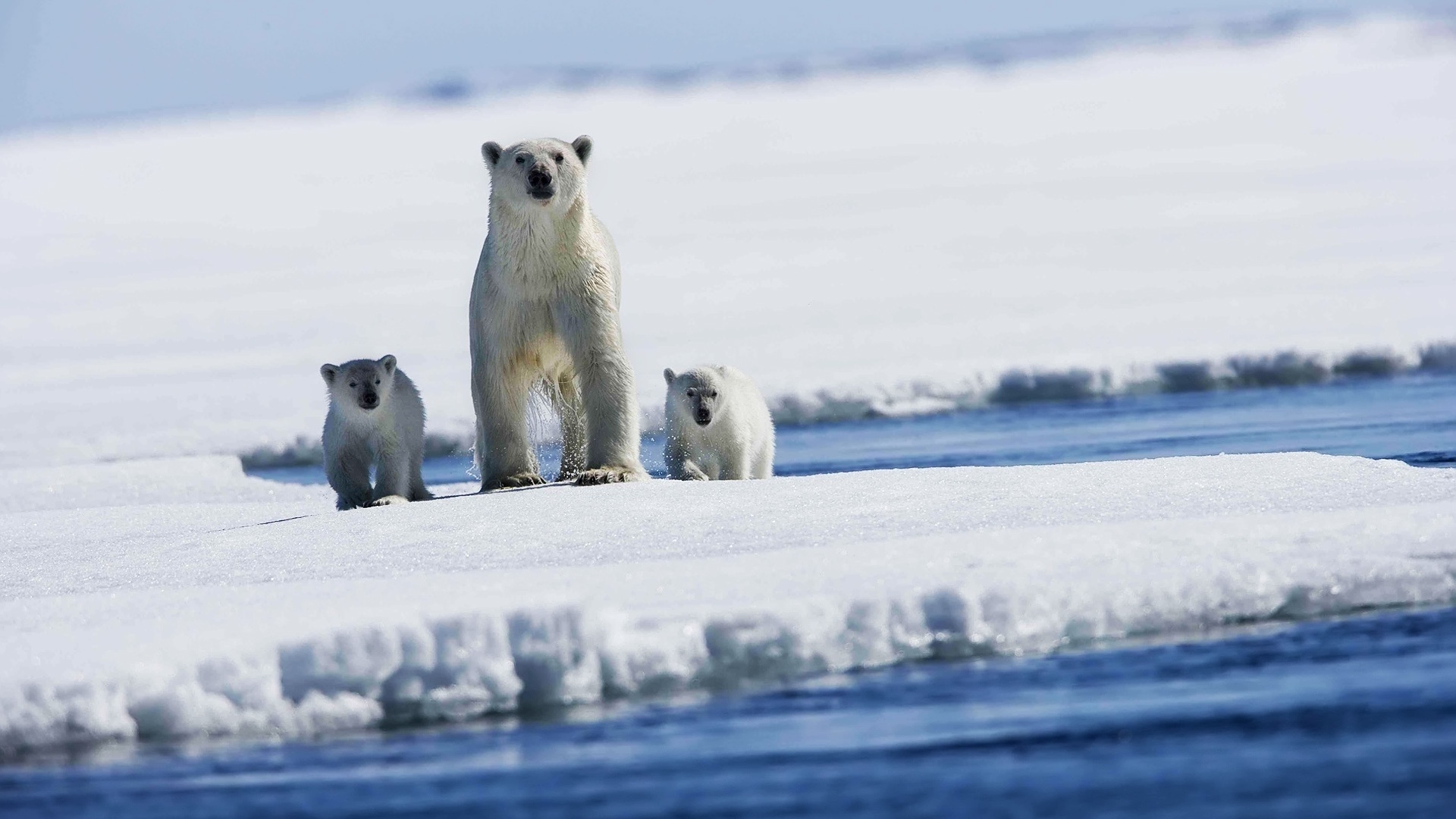 Laden Sie das Tiere, Eisbär-Bild kostenlos auf Ihren PC-Desktop herunter