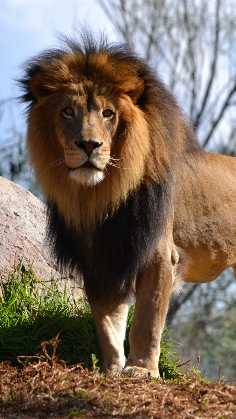 Download mobile wallpaper Lion, Cats, Animal for free.