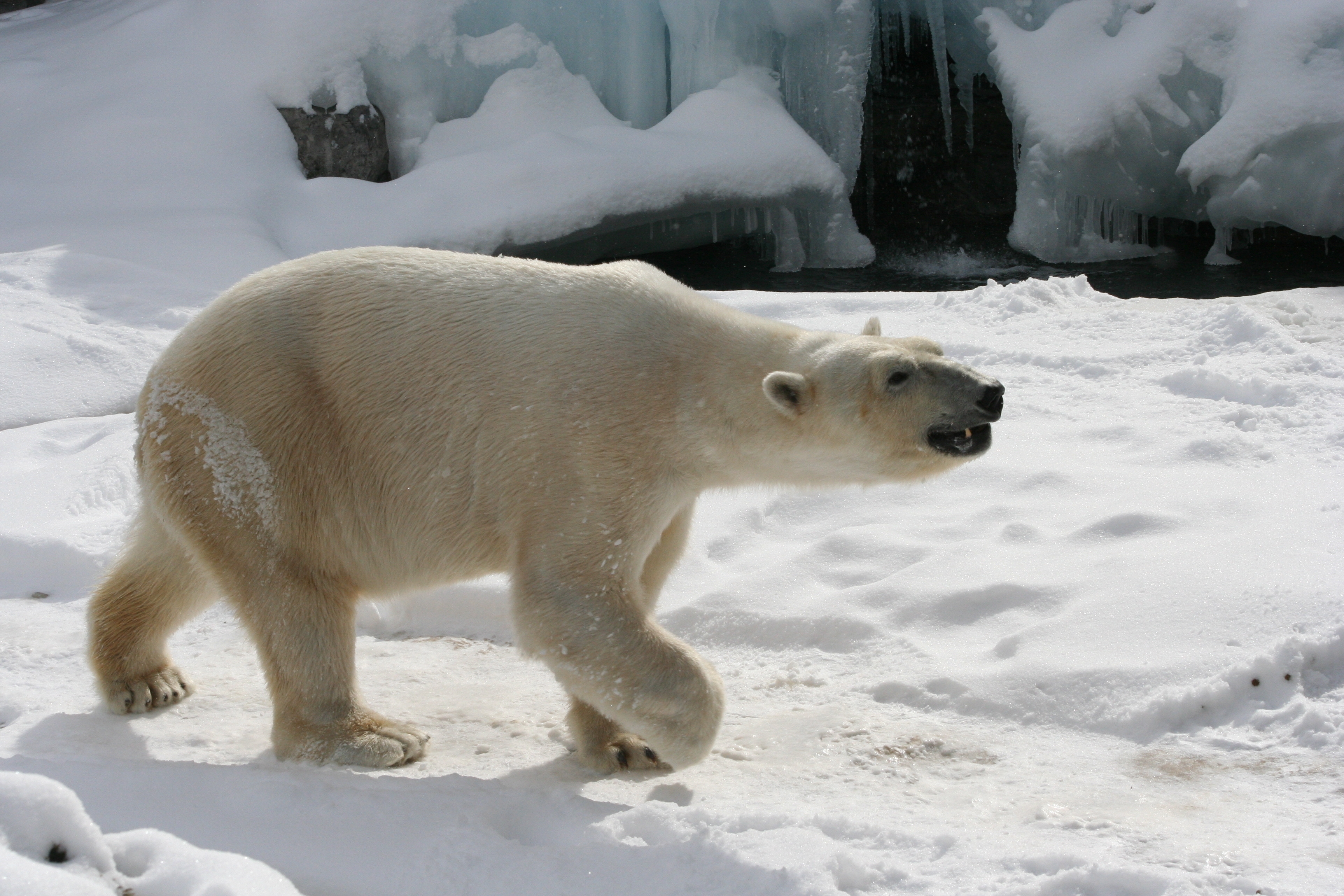 animals, snow, traces, polar bear HD wallpaper