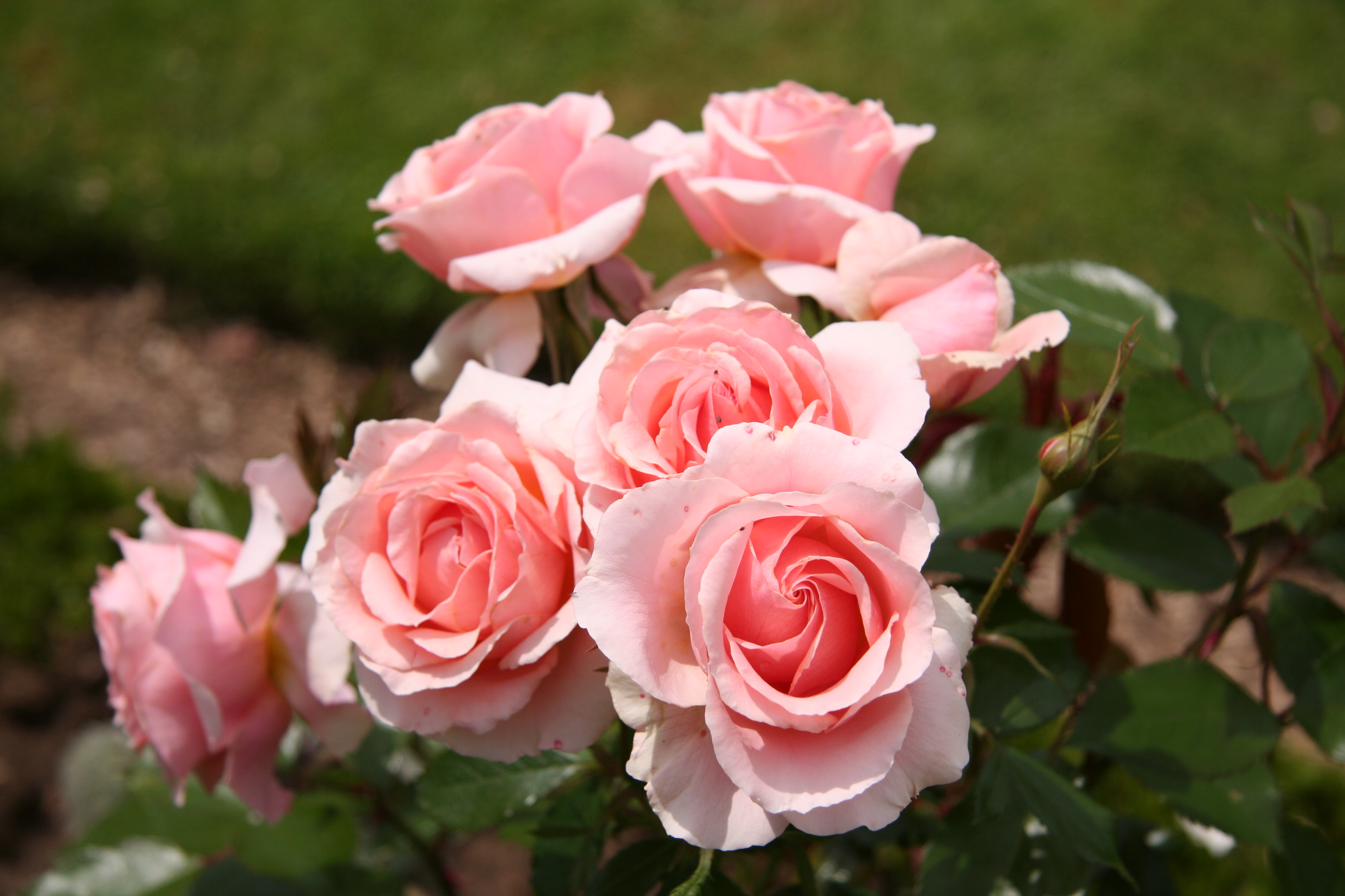 312773 baixar papel de parede terra/natureza, arbusto de rosas, rosa, flores - protetores de tela e imagens gratuitamente