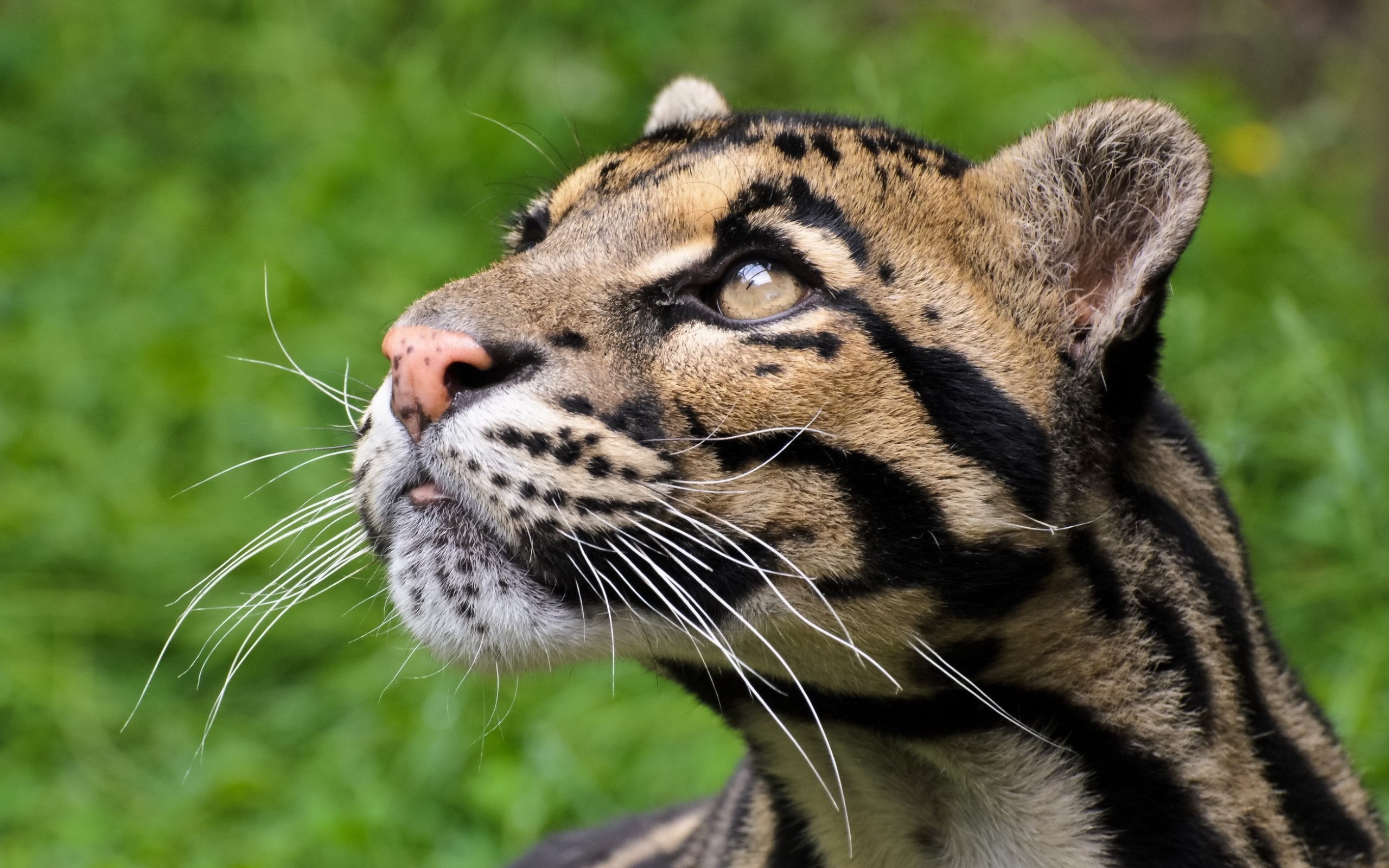 animal, clouded leopard, close up, cats