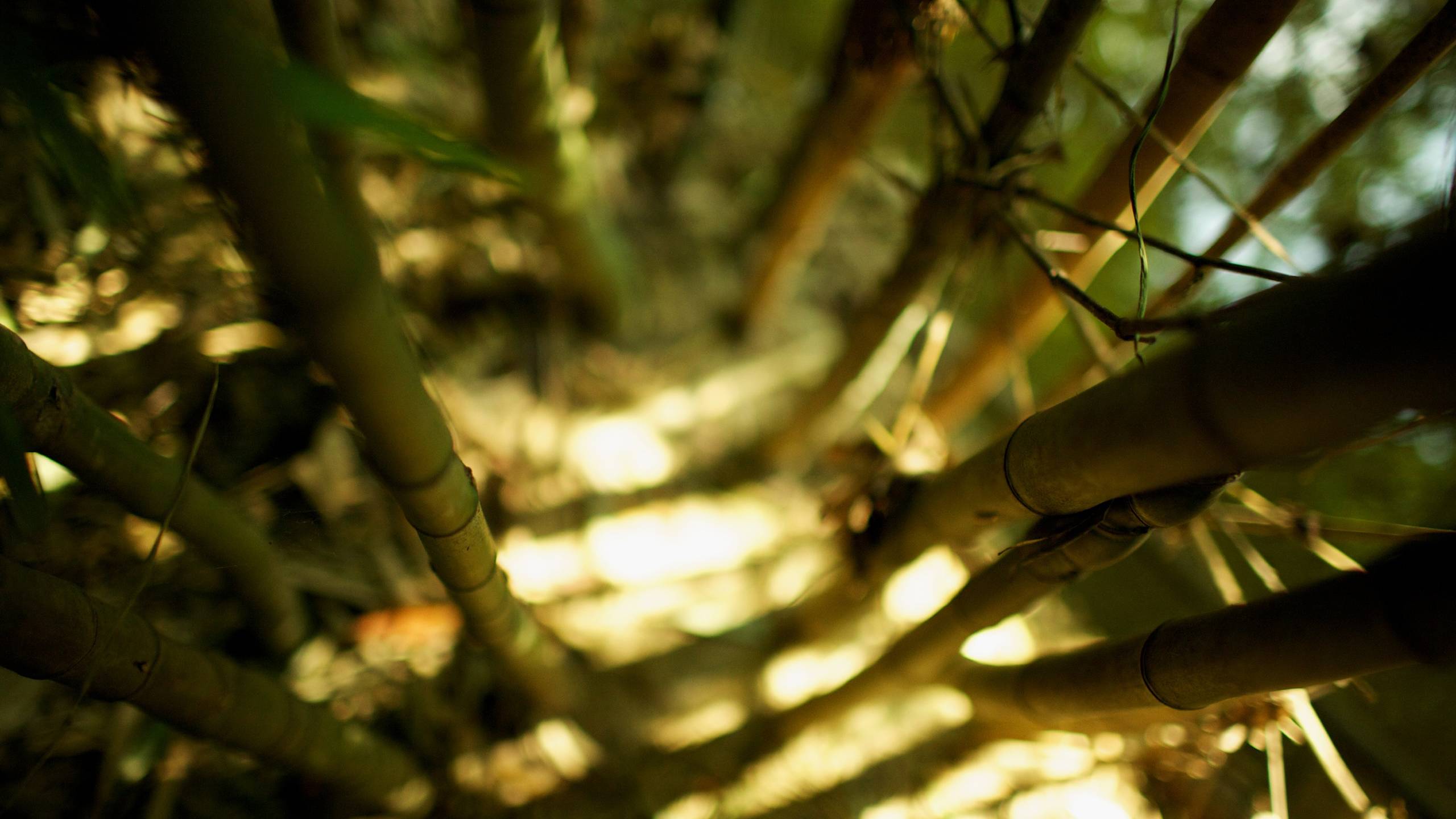 Descarga gratis la imagen Bambú, Tierra/naturaleza en el escritorio de tu PC