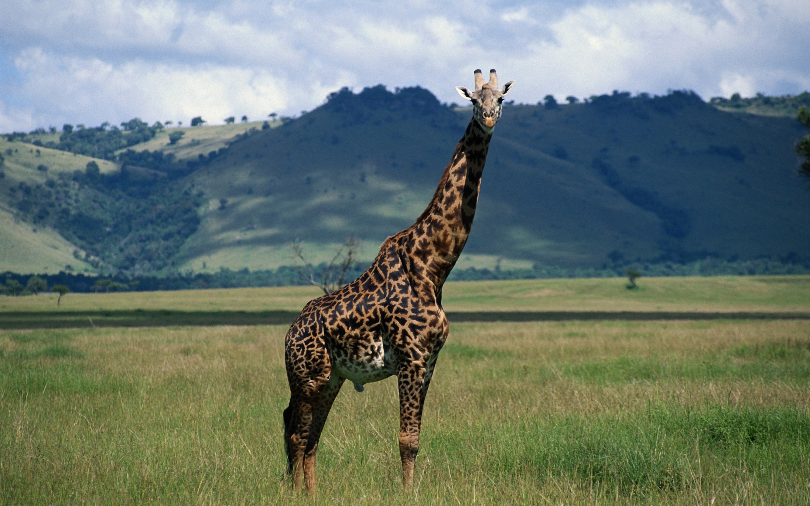 Thirsty Giraffe