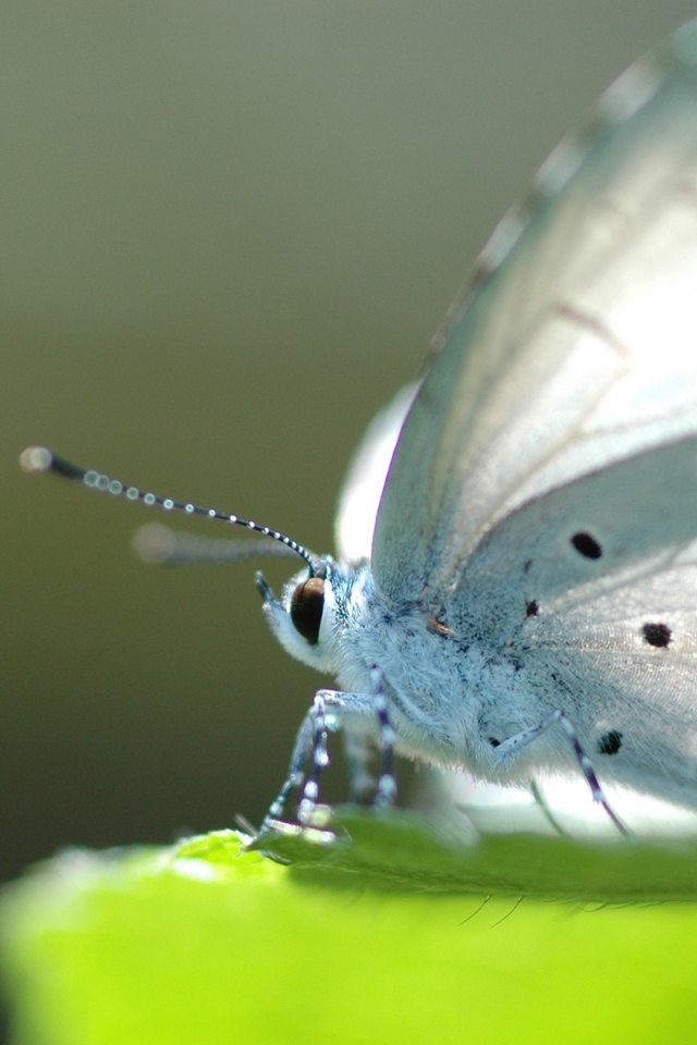 Descarga gratuita de fondo de pantalla para móvil de Animales, Mariposa.