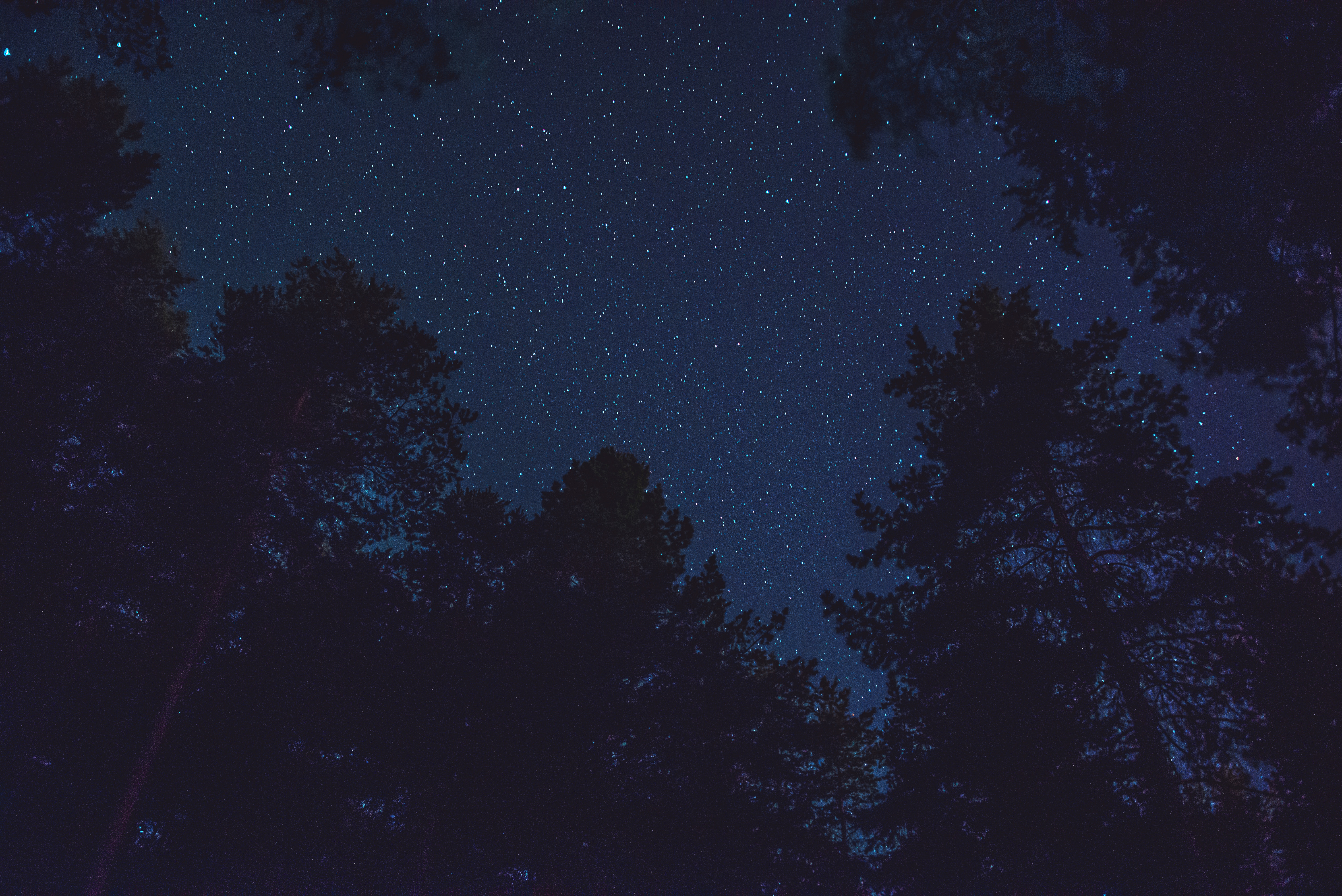 Free download wallpaper Top, Bottom View, Trees, Starry Sky, Tops, Stars, Dark, Night on your PC desktop