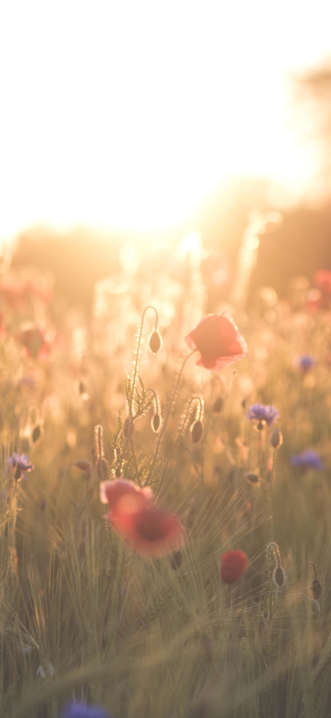 Descarga gratuita de fondo de pantalla para móvil de Naturaleza, Verano, Flor, Campo, Amapola, Soleado, Flor Roja, Tierra/naturaleza, Profundidad De Campo, El Verano.