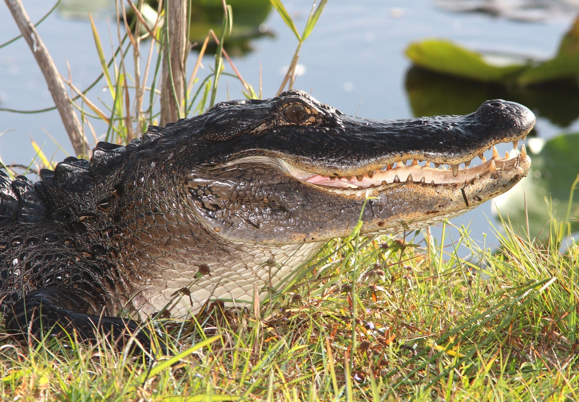 750116 Hintergrundbild herunterladen tiere, alligator, nahansicht, kopf, reptil - Bildschirmschoner und Bilder kostenlos