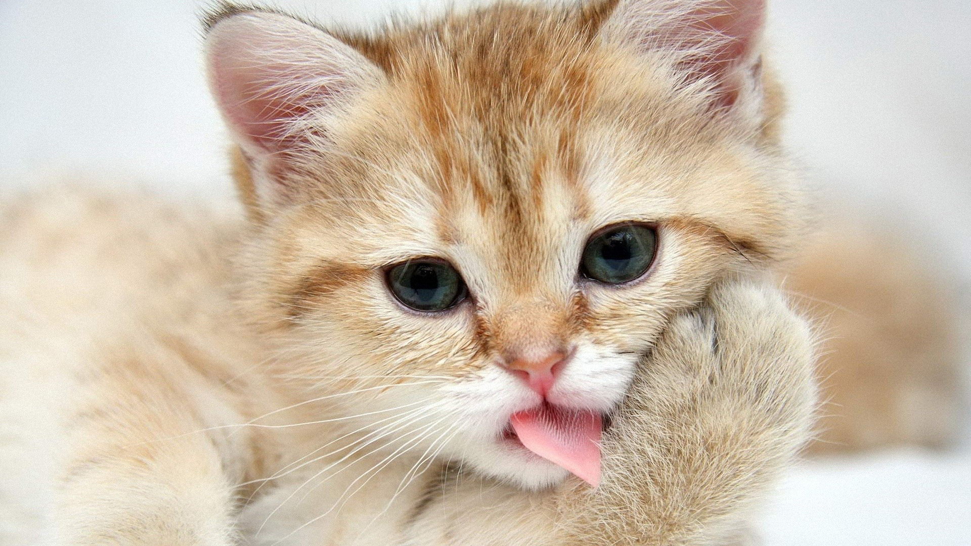 Download mobile wallpaper Cat, Cats, Animal for free.