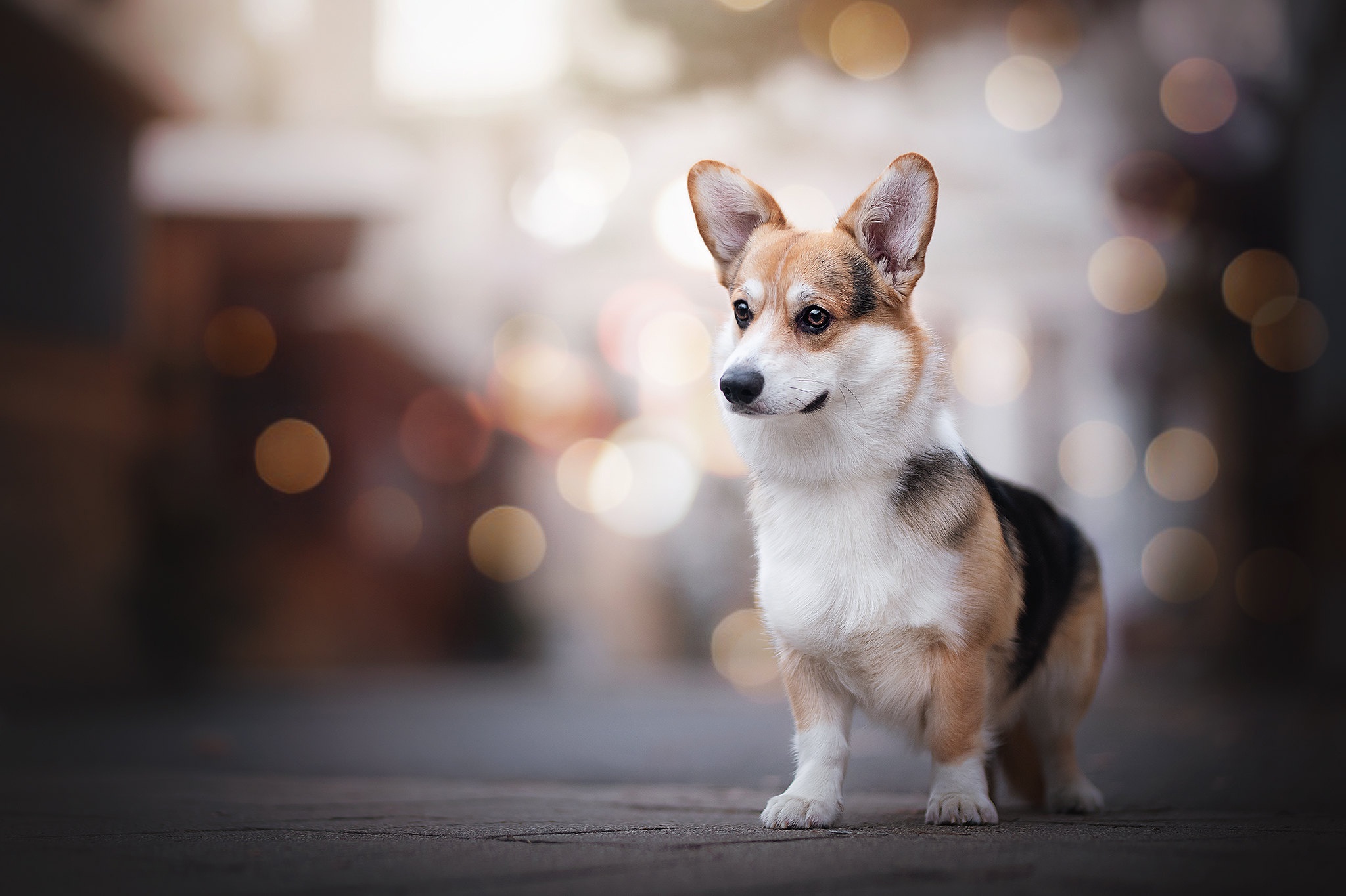 Download mobile wallpaper Dogs, Dog, Animal, Bokeh, Corgi, Depth Of Field for free.