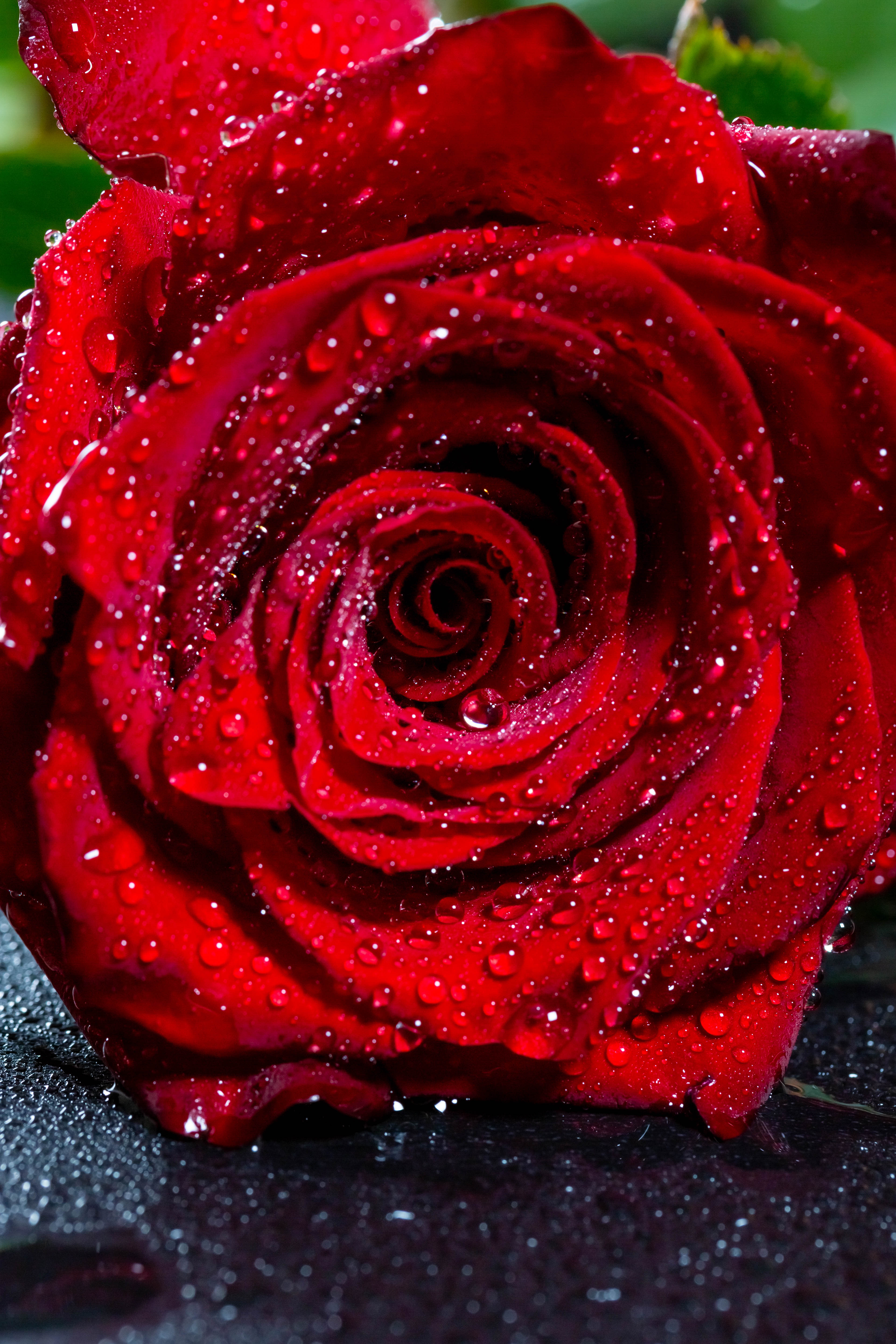 flower, rose flower, drops, red, macro, rose, bud, wet, humid Full HD