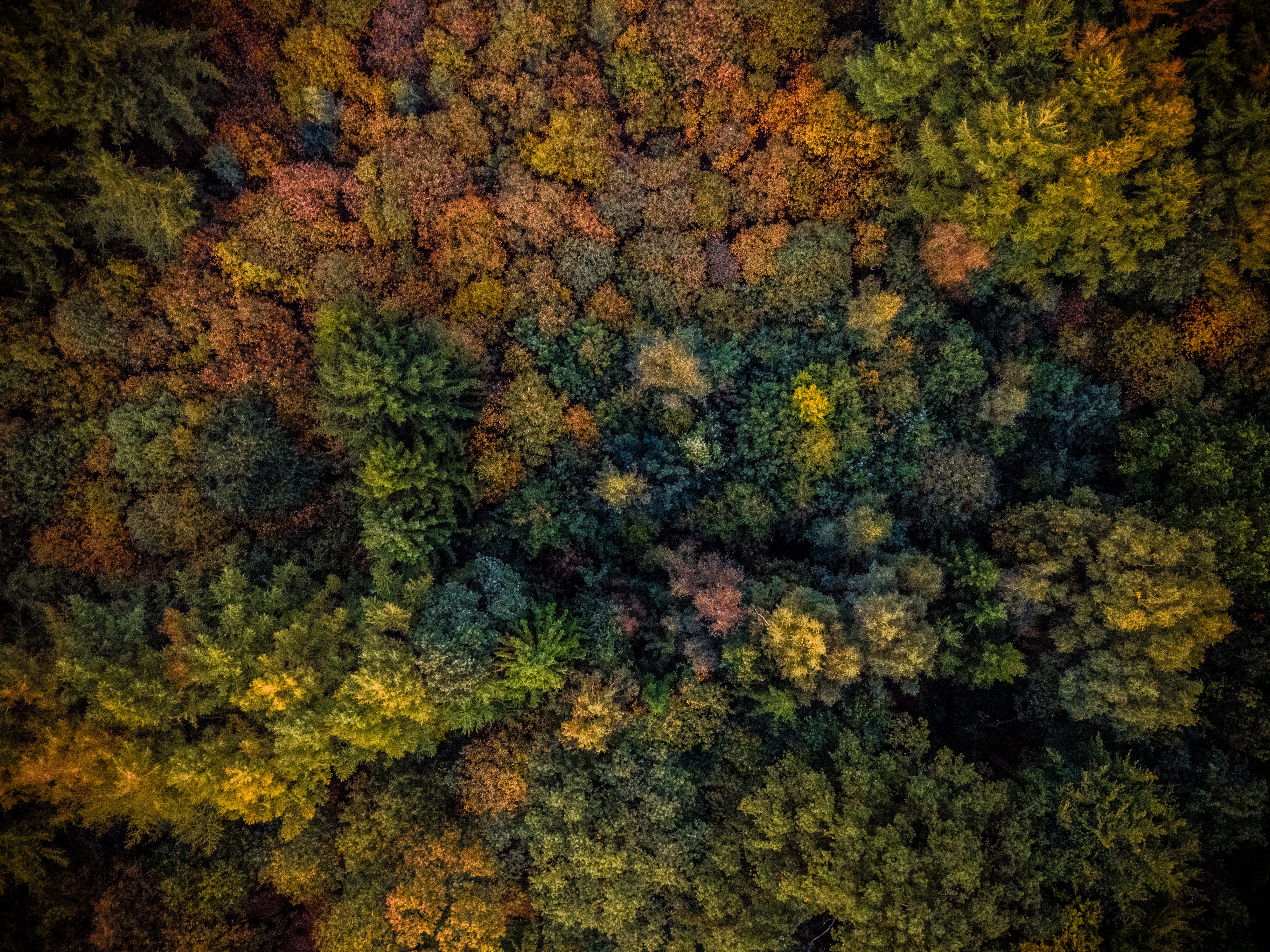 Скачать картинку Вид Сверху, Деревья, Природа, Осень в телефон бесплатно.
