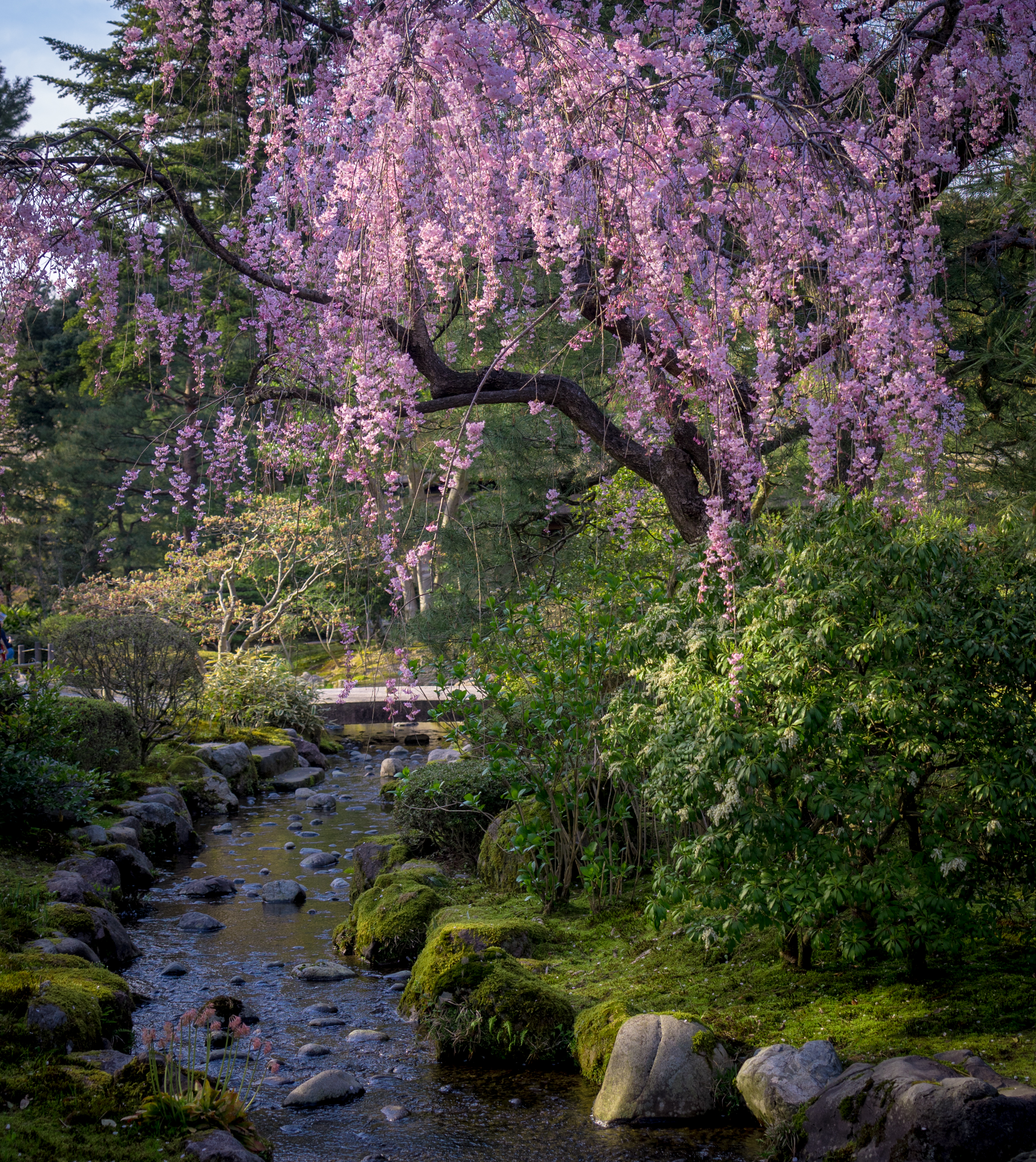 sakura, trees, nature, flowers, rivers, stones Full HD