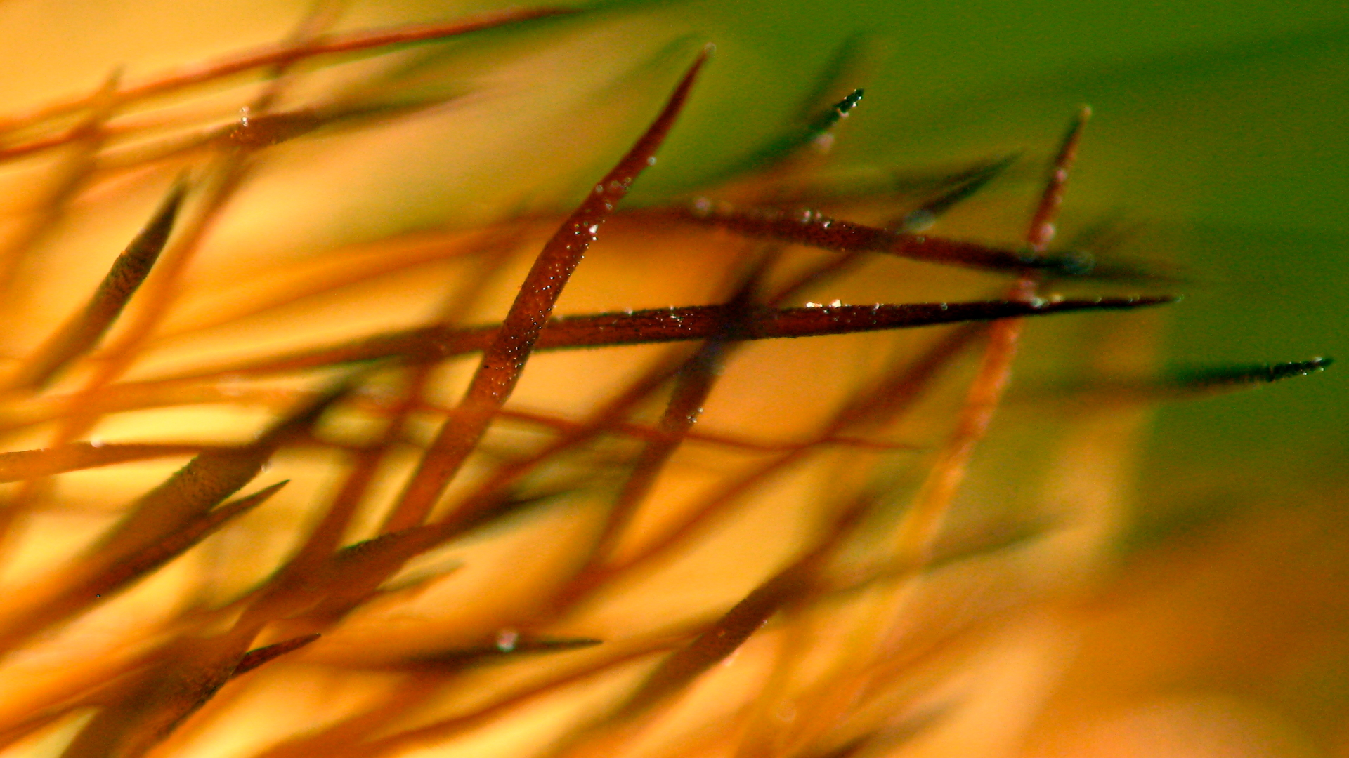 Téléchargez gratuitement l'image Plante, Terre/nature, Vue Rapprochée sur le bureau de votre PC