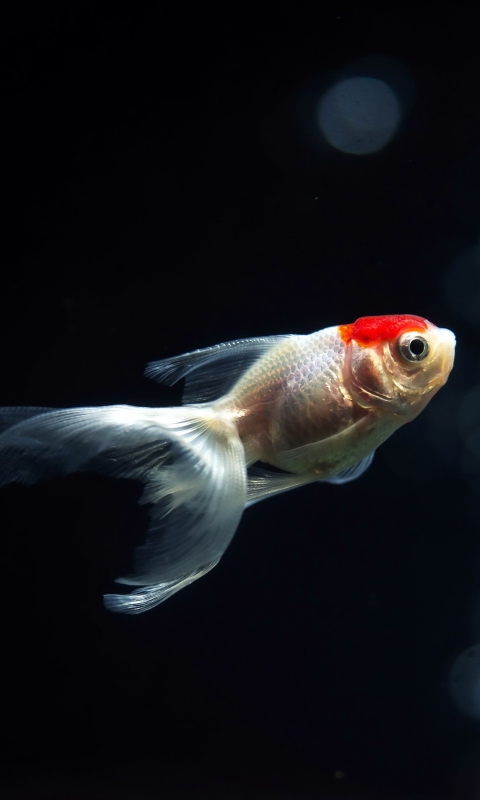 Download mobile wallpaper Animal, Aquarium, Underwater, Goldfish for free.