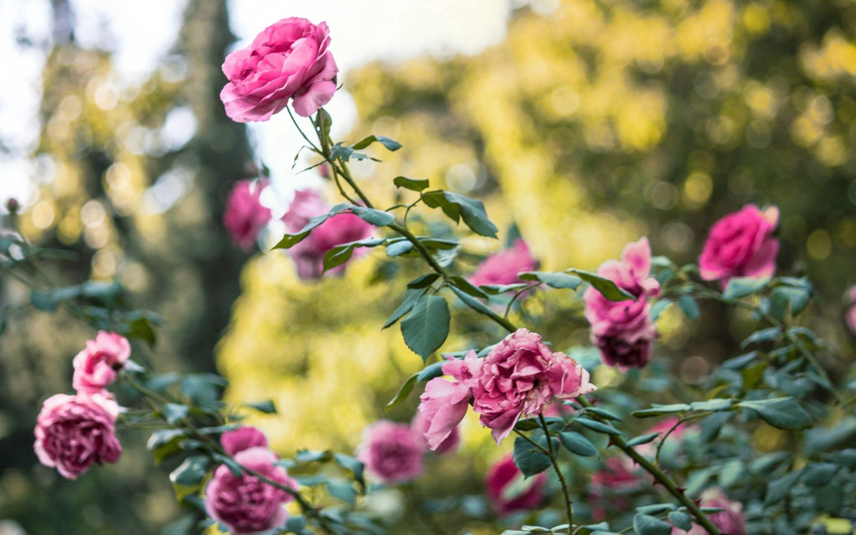 Laden Sie das Bush, Busch, Rose, Knospen, Blumen-Bild kostenlos auf Ihren PC-Desktop herunter