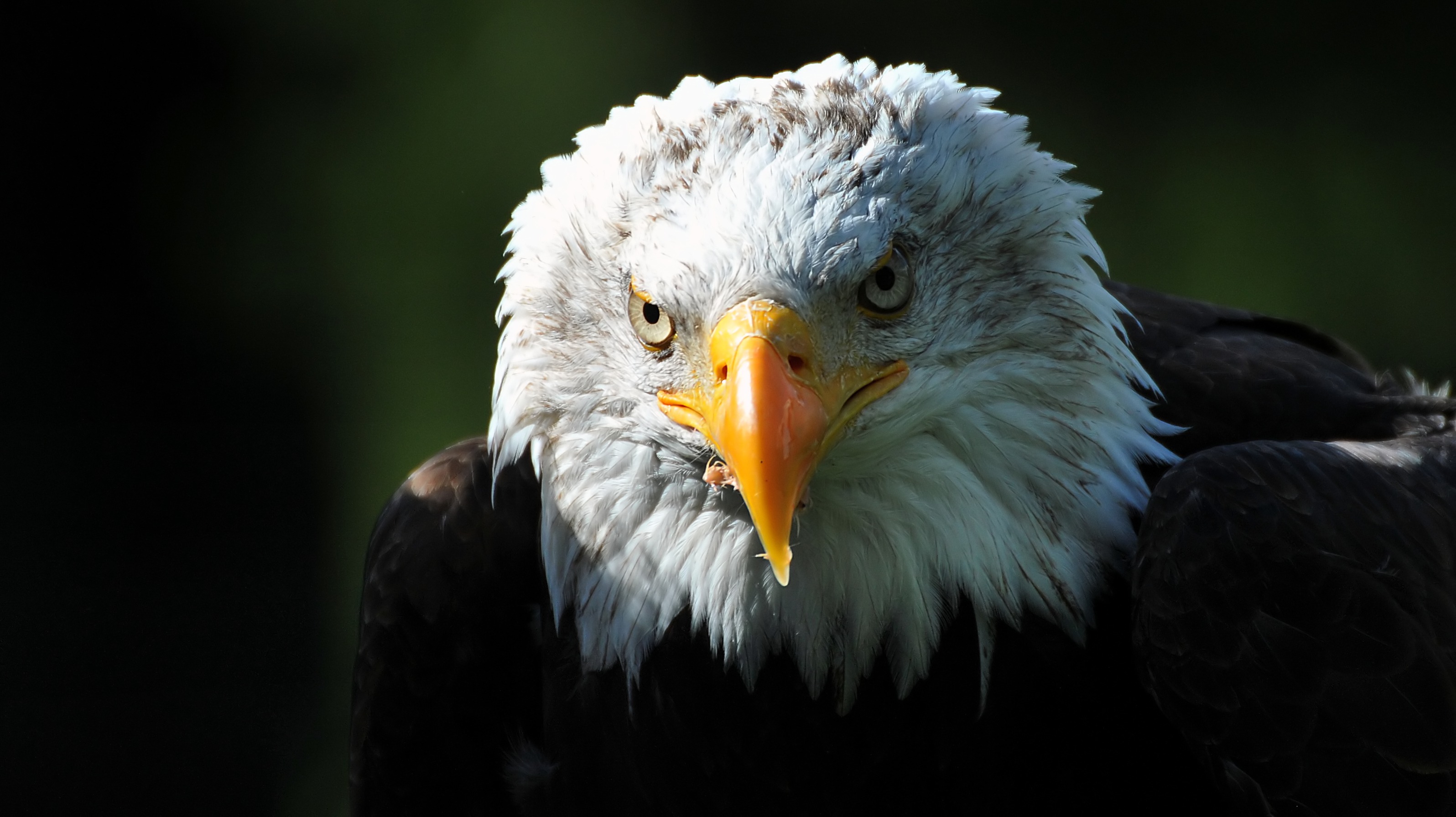 Free download wallpaper Birds, Bird, Animal, Eagle, Bald Eagle, Bird Of Prey on your PC desktop