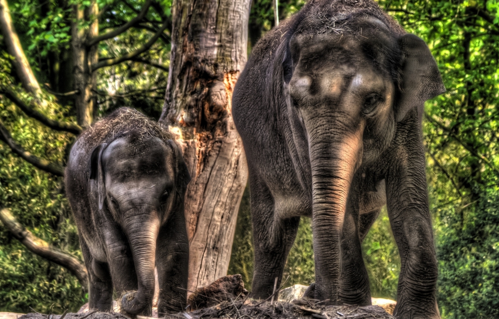43093 Hintergrundbilder und Elephants Bilder auf dem Desktop. Laden Sie  Bildschirmschoner kostenlos auf den PC herunter